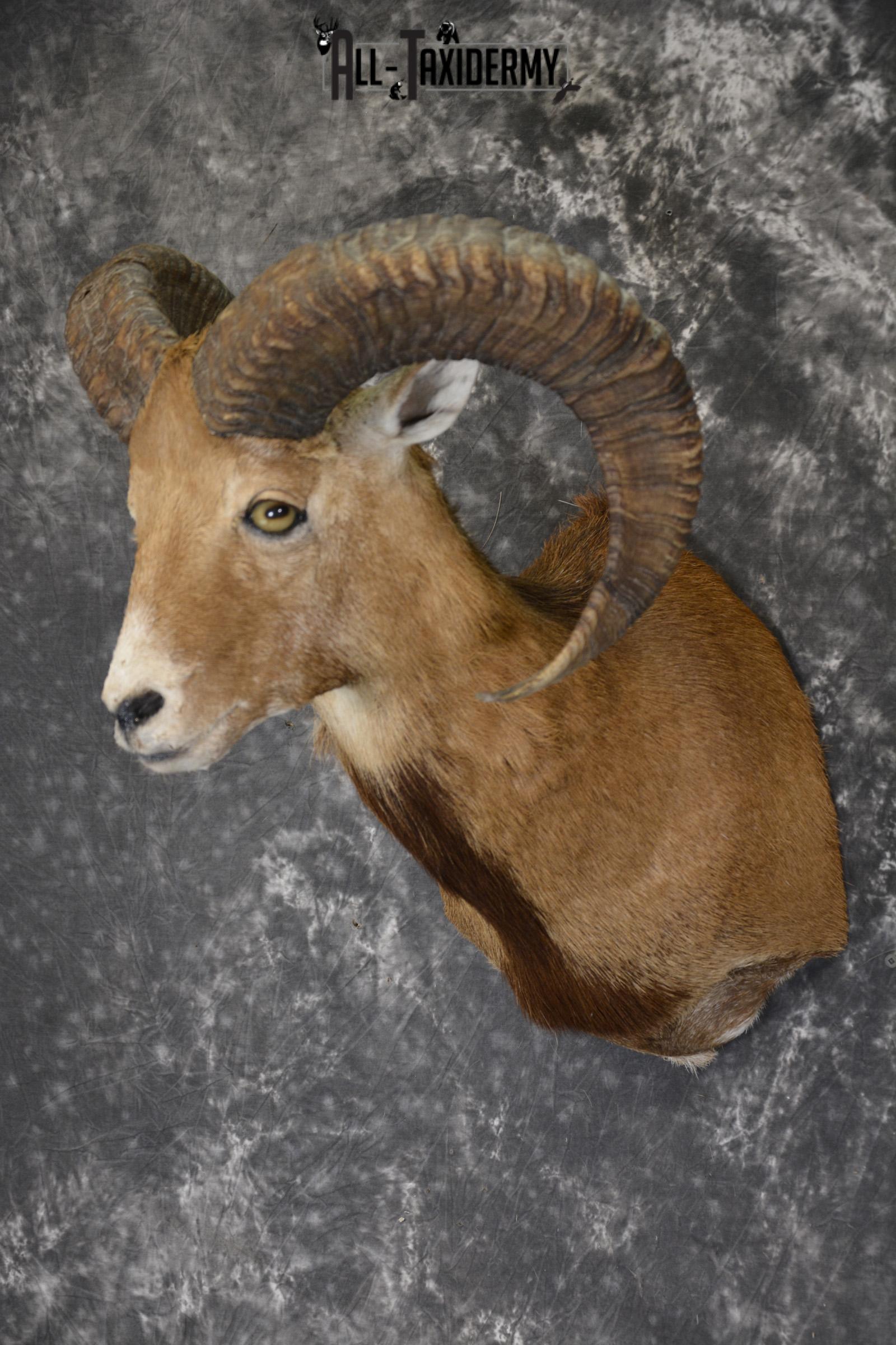 Mouflon taxidermy shoulder mount for sale SKU 1912 - Image 5