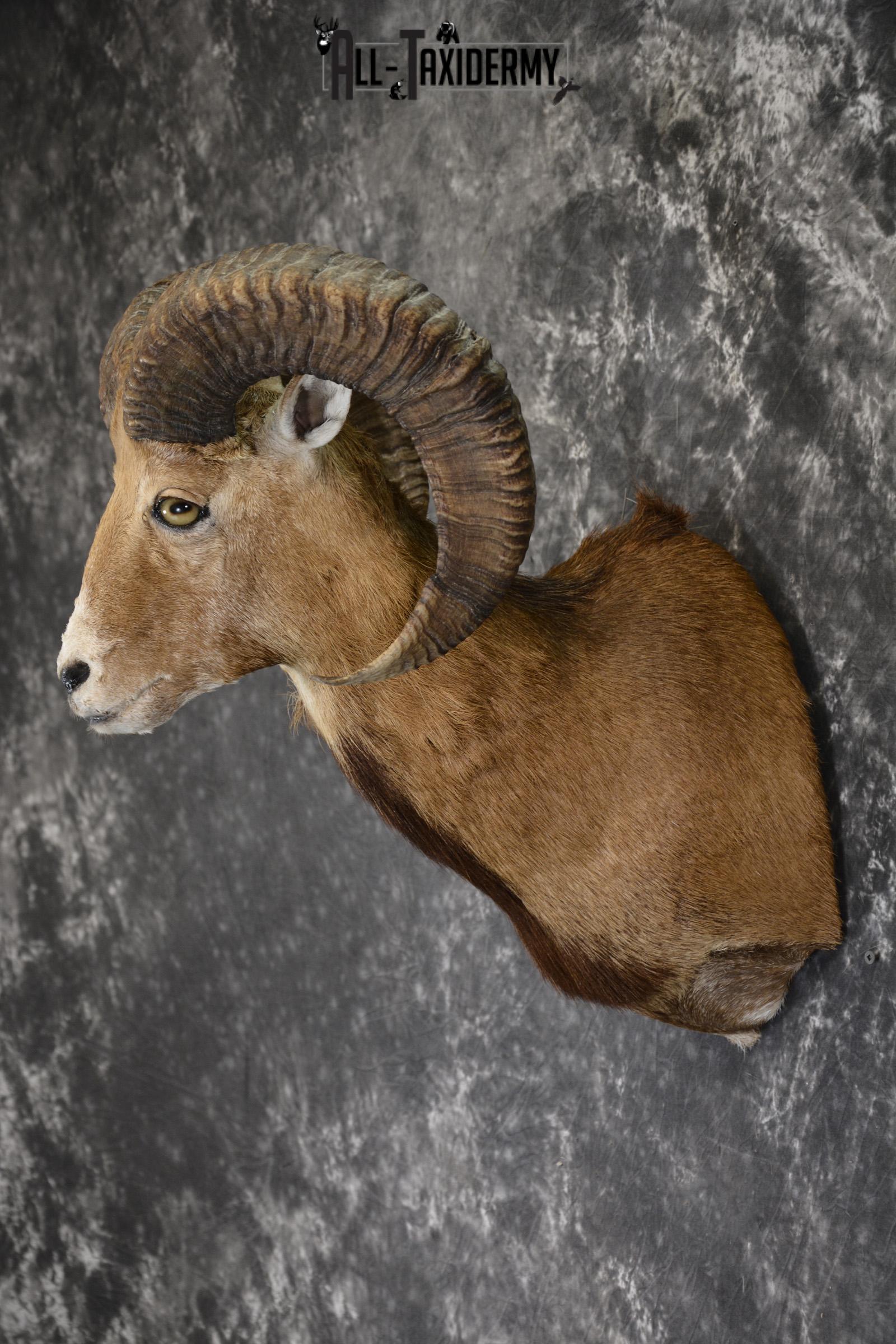 Mouflon taxidermy shoulder mount for sale SKU 1912 - Image 4