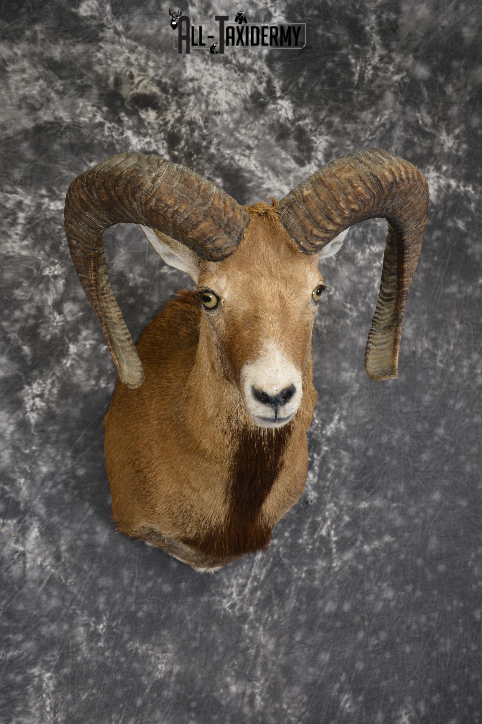 Mouflon taxidermy shoulder mount for sale SKU 1912 - Image 3