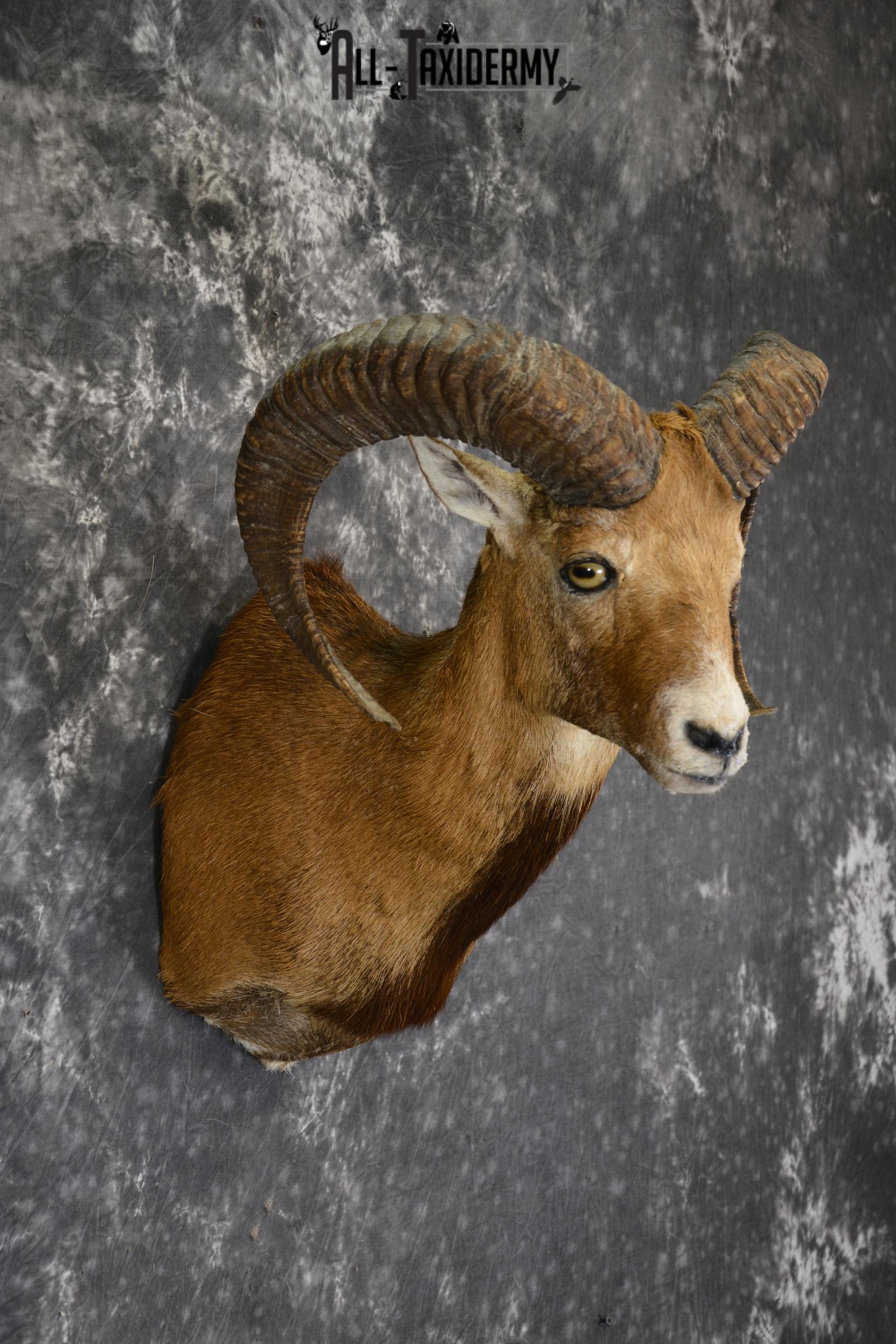 Mouflon taxidermy shoulder mount for sale SKU 1912 - Image 2