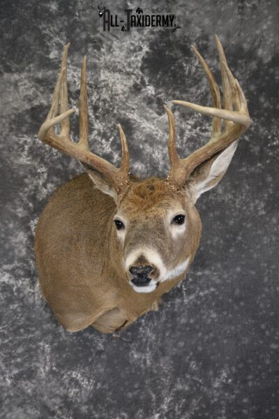 Whitetail 12 point taxidermy shoulder mount for sale SKU 1915