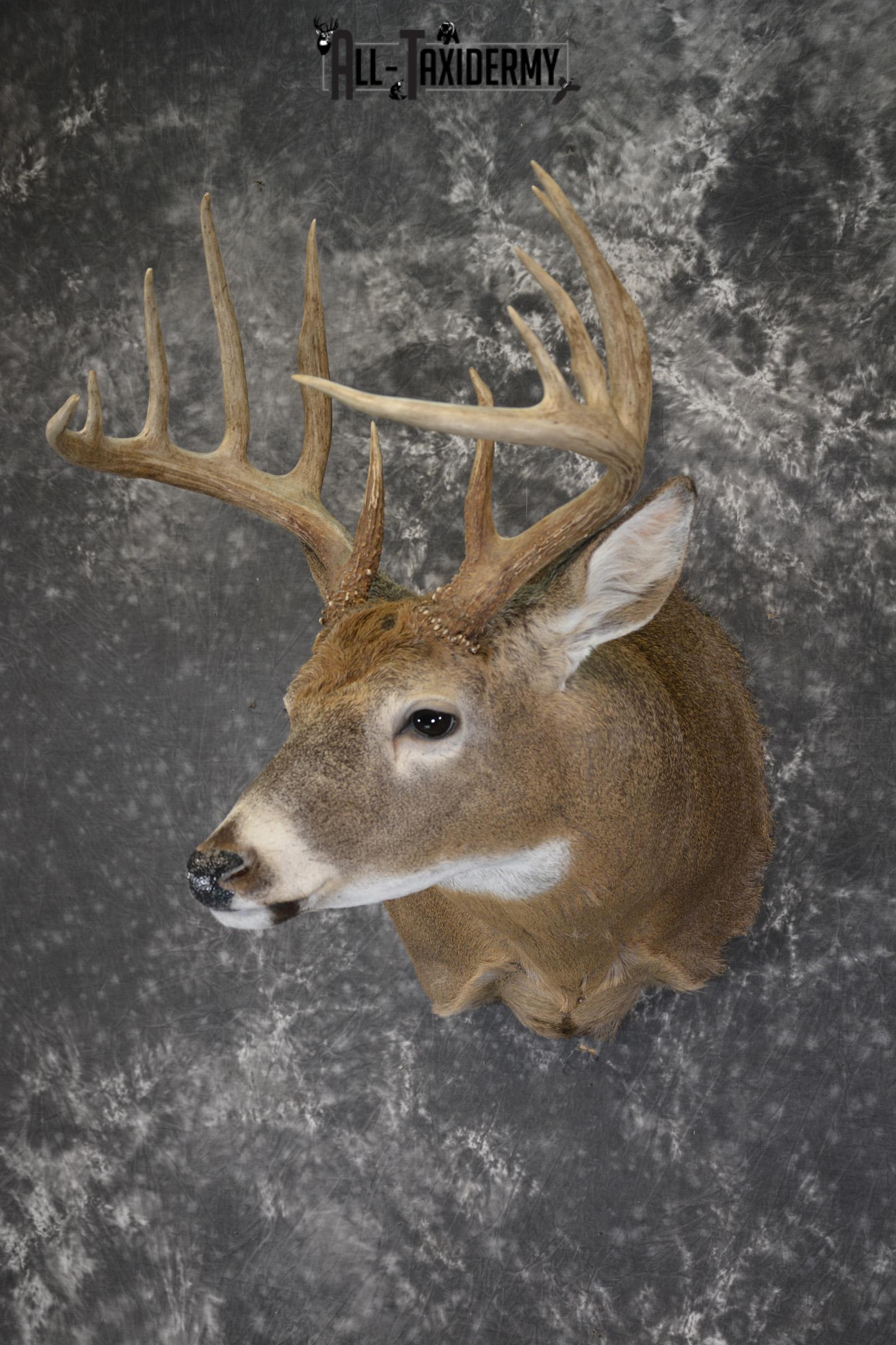 Whitetail 12 point taxidermy shoulder mount for sale SKU 1915 - Image 8