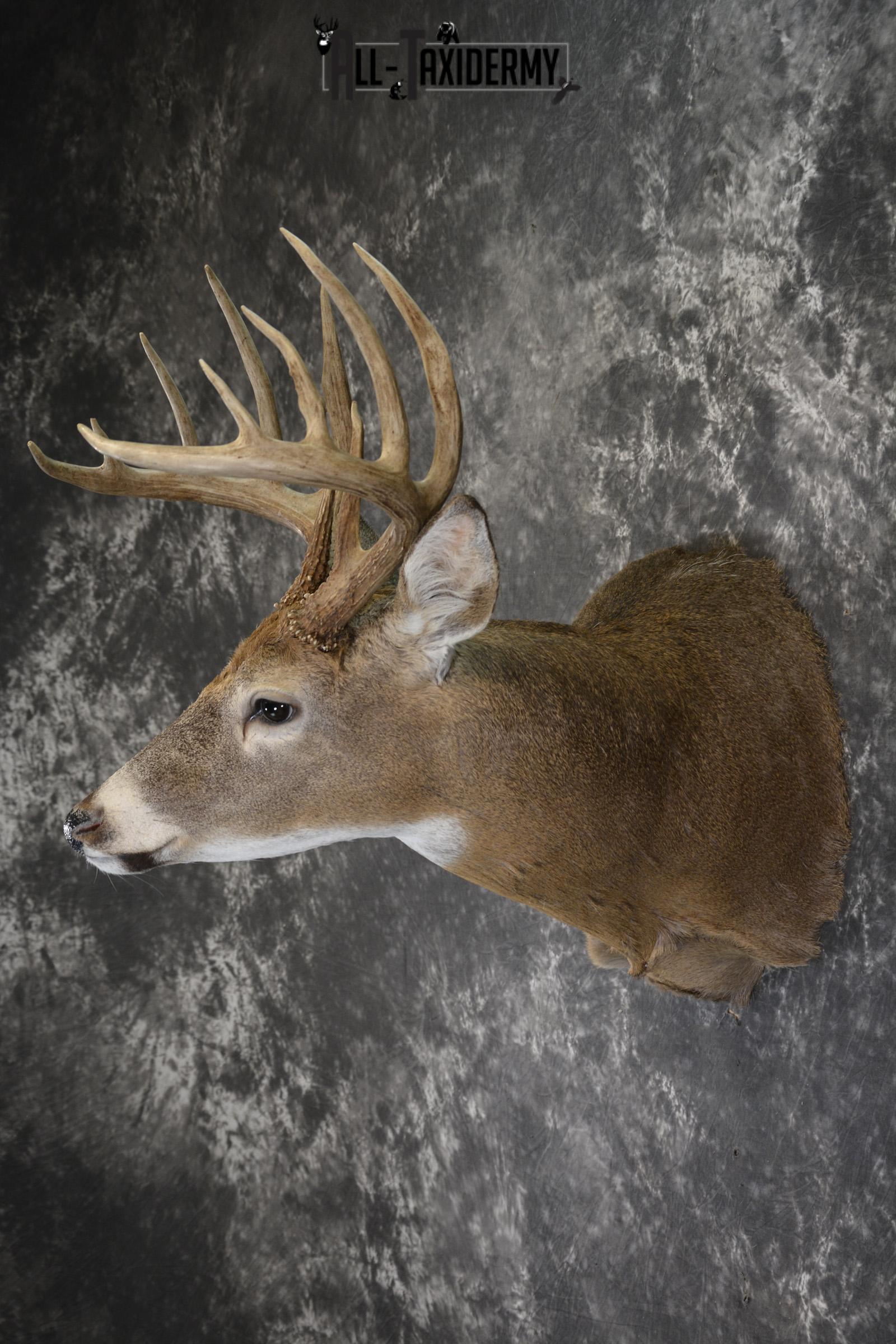 Whitetail 12 point taxidermy shoulder mount for sale SKU 1915 - Image 7