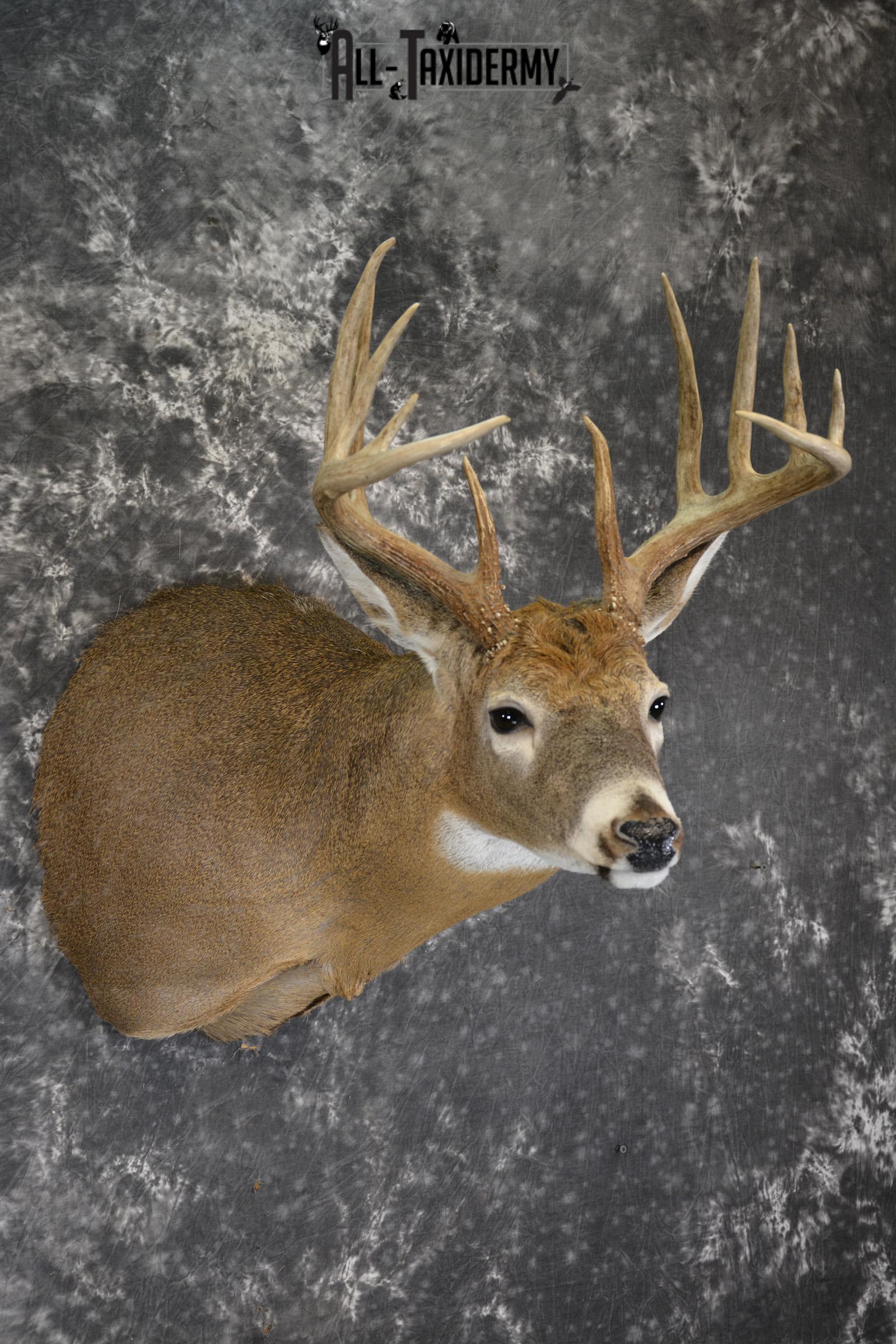 Whitetail 12 point taxidermy shoulder mount for sale SKU 1915 - Image 6