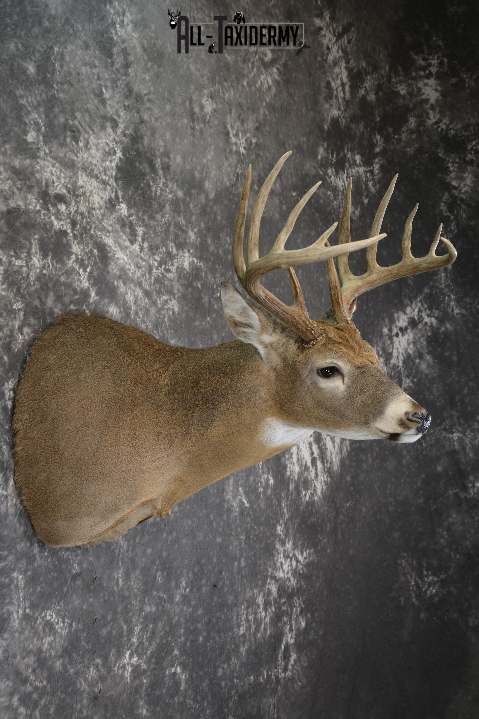 Whitetail 12 point taxidermy shoulder mount for sale SKU 1915 - Image 5