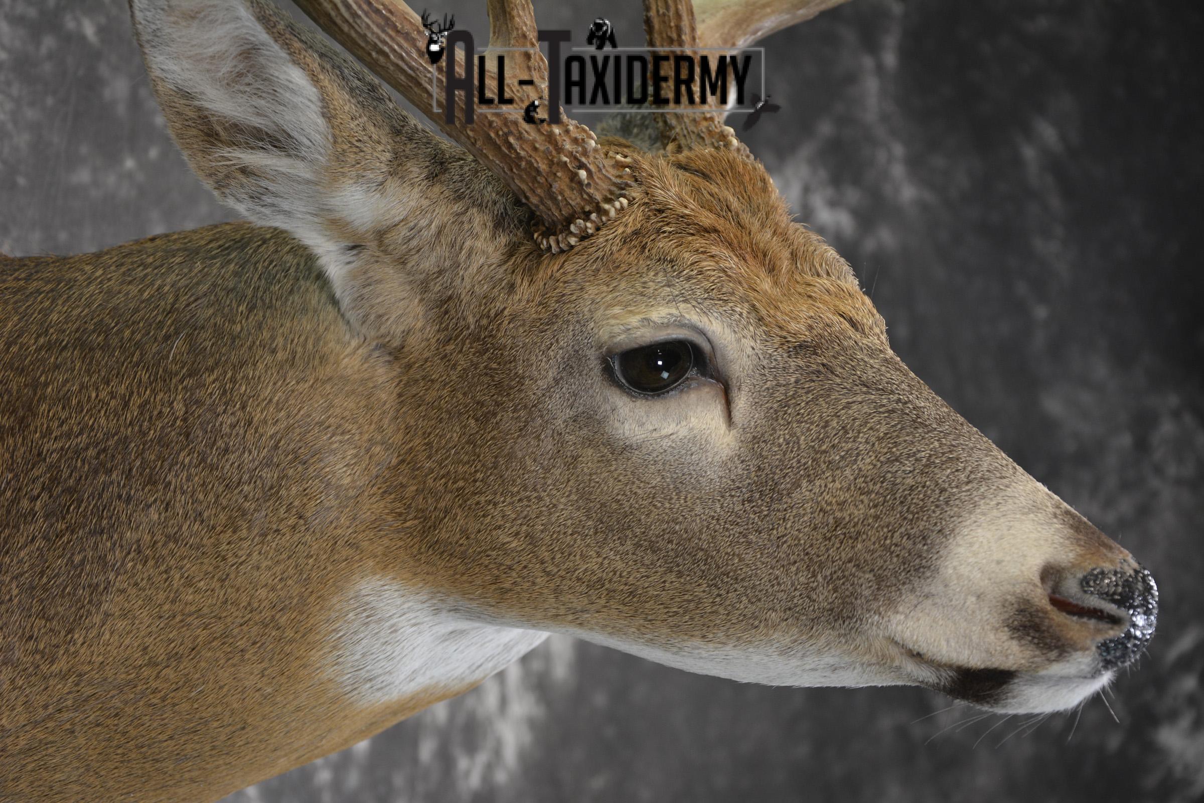 Whitetail 12 point taxidermy shoulder mount for sale SKU 1915 - Image 4