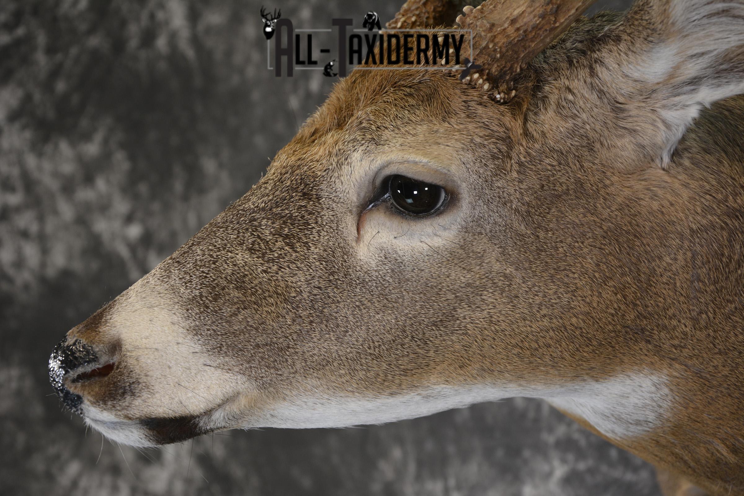 Whitetail 12 point taxidermy shoulder mount for sale SKU 1915 - Image 3