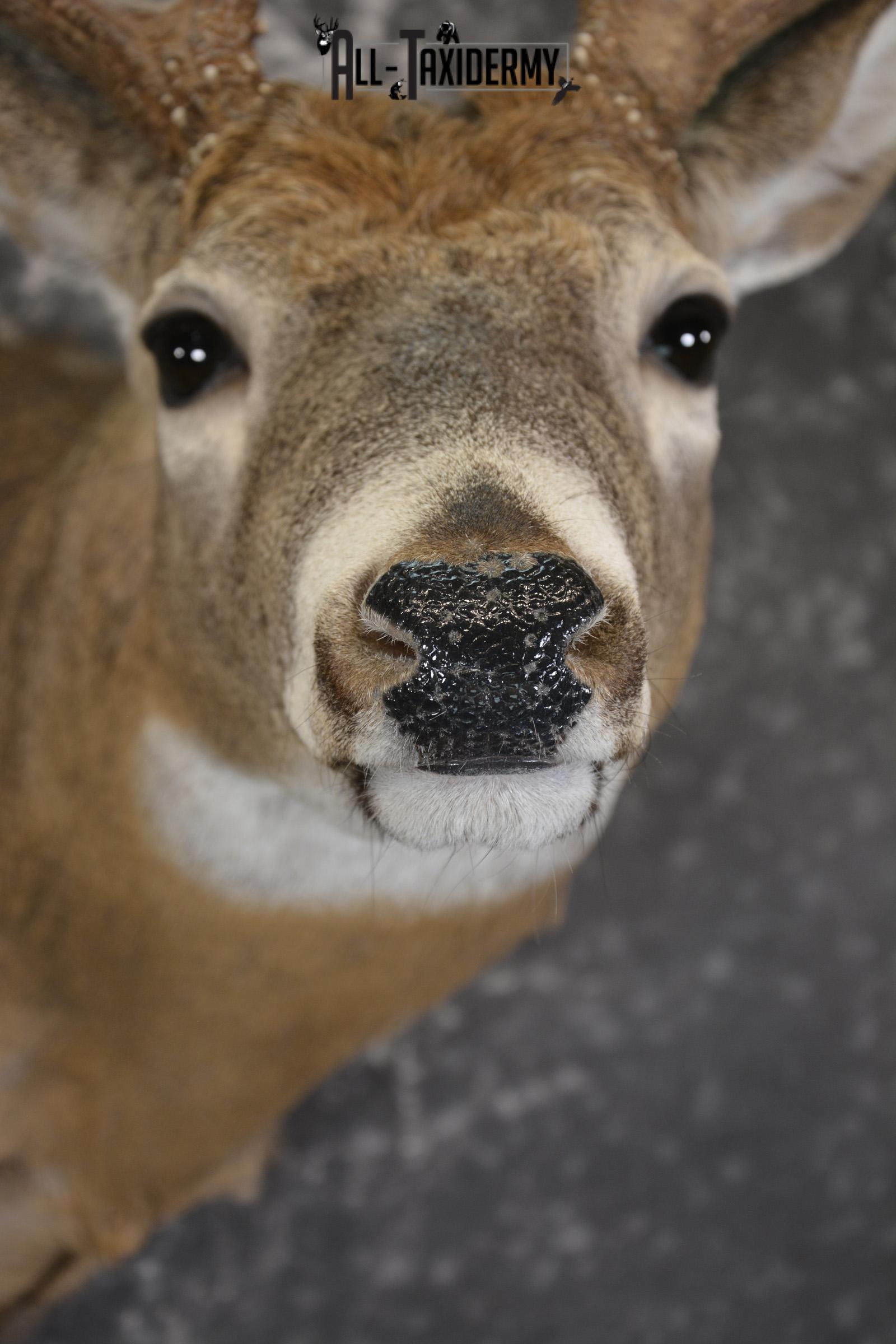 Whitetail 12 point taxidermy shoulder mount for sale SKU 1915 - Image 2