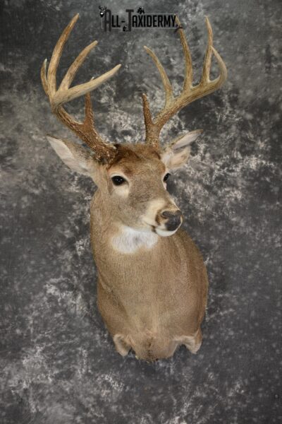 Whitetail 10 point taxidermy shoulder omunt for sale.SKU 1916