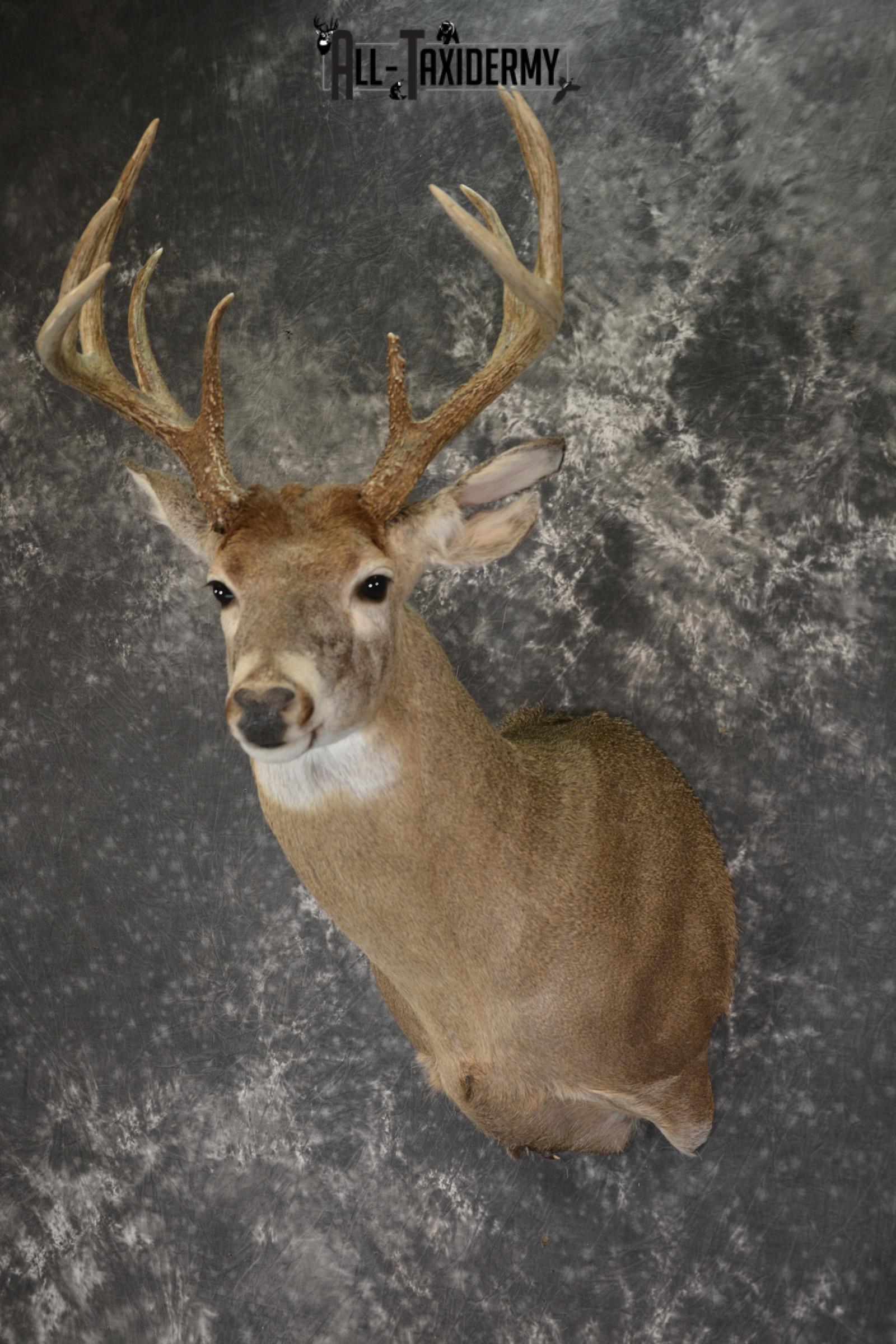Whitetail 10 point taxidermy shoulder omunt for sale.SKU 1916 - Image 8