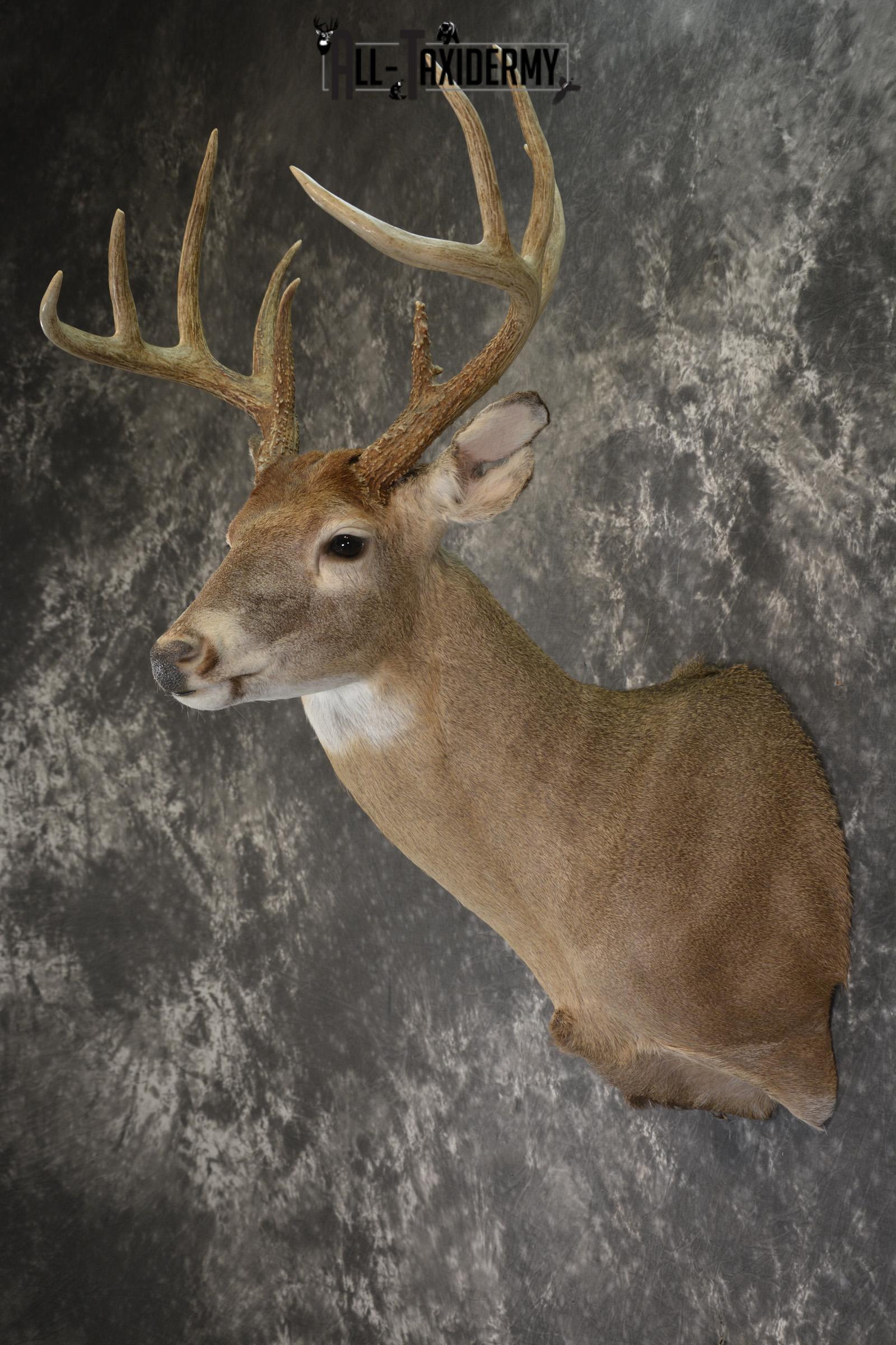 Whitetail 10 point taxidermy shoulder omunt for sale.SKU 1916 - Image 7