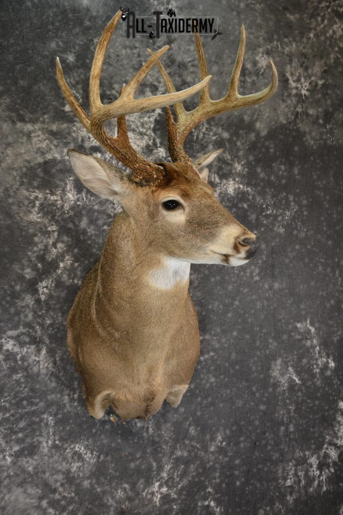 deer mount