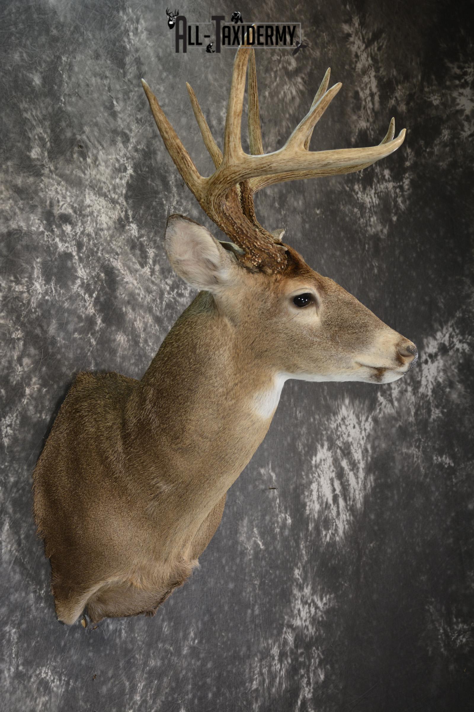 Whitetail 10 point taxidermy shoulder omunt for sale.SKU 1916 - Image 5