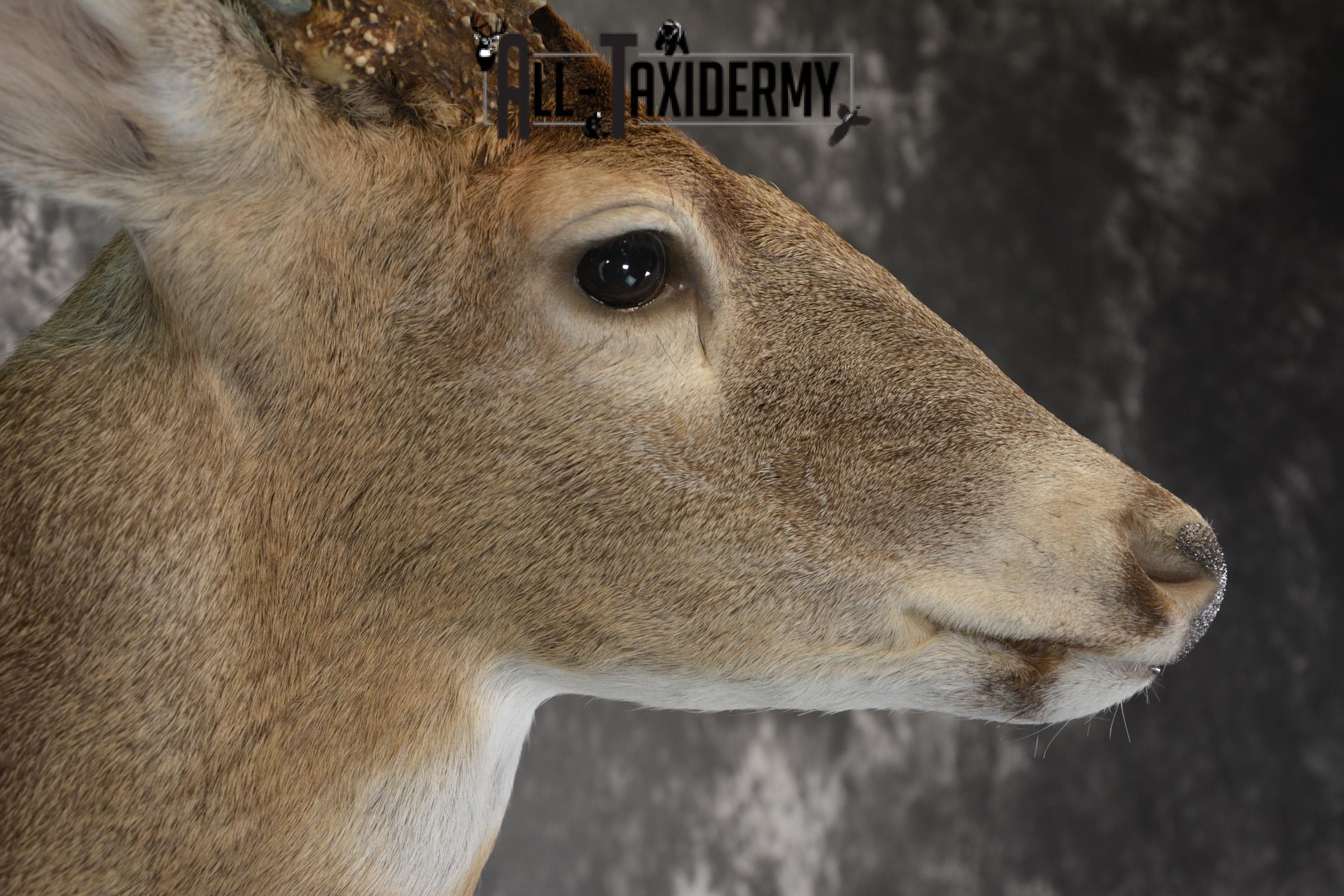 Whitetail 10 point taxidermy shoulder omunt for sale.SKU 1916 - Image 4