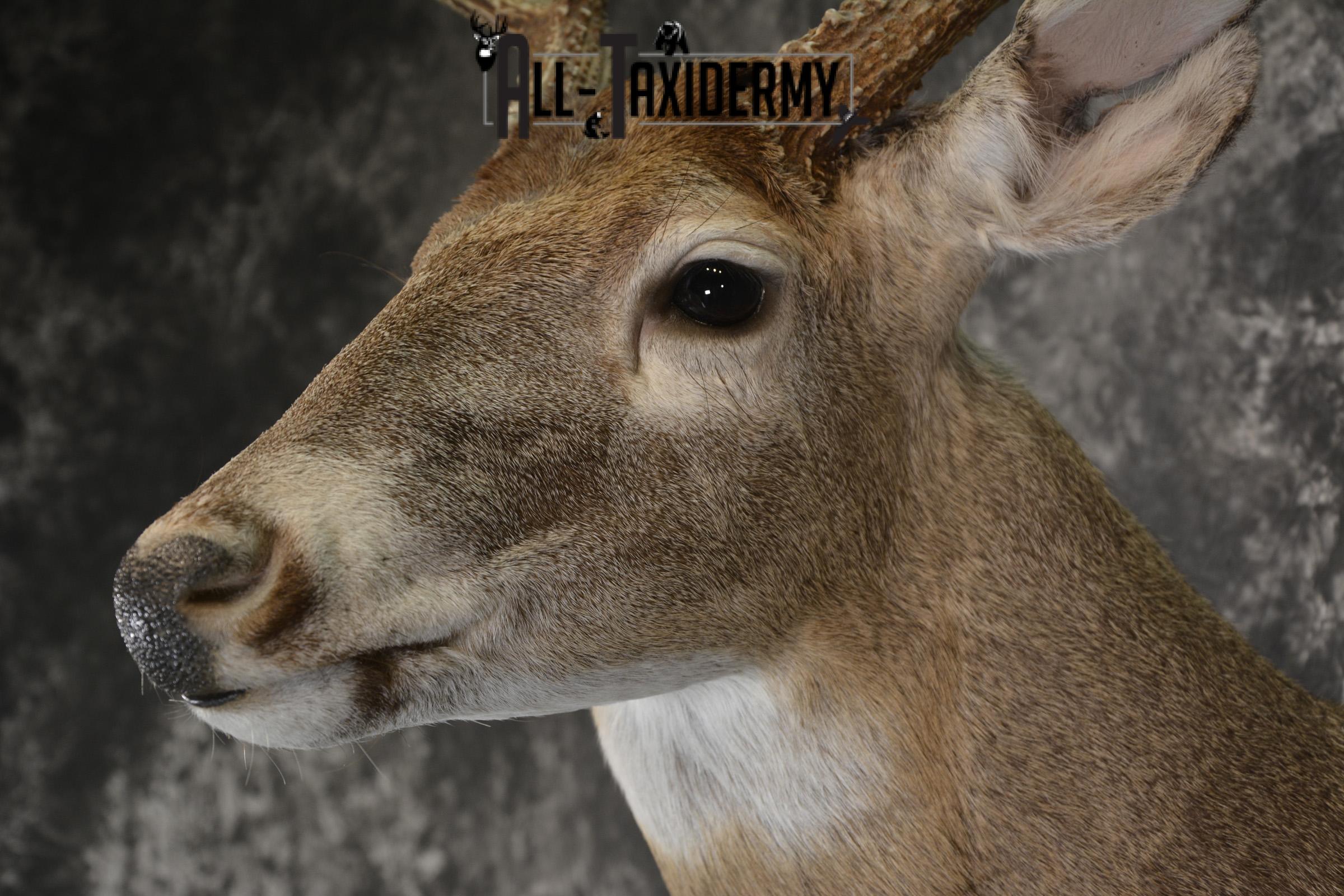 Whitetail 10 point taxidermy shoulder omunt for sale.SKU 1916 - Image 3
