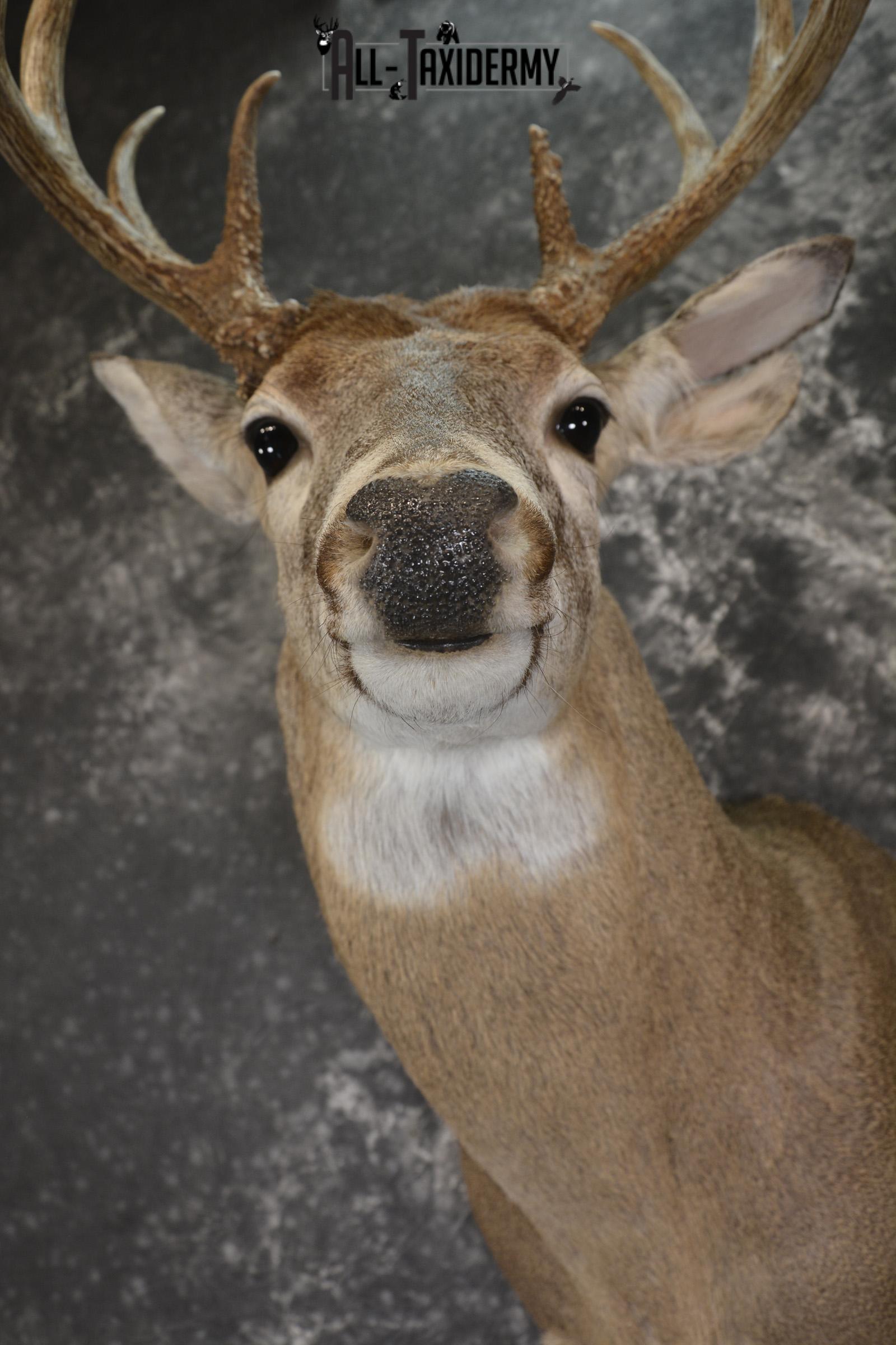 Whitetail 10 point taxidermy shoulder omunt for sale.SKU 1916 - Image 2