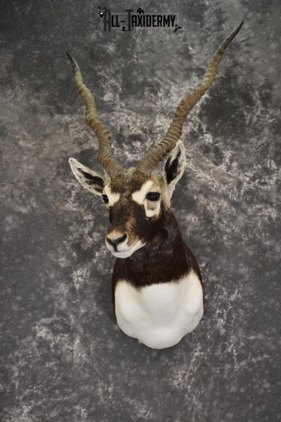 Indian Black Buck taxidermy shoulder mount for sale SKU 1920