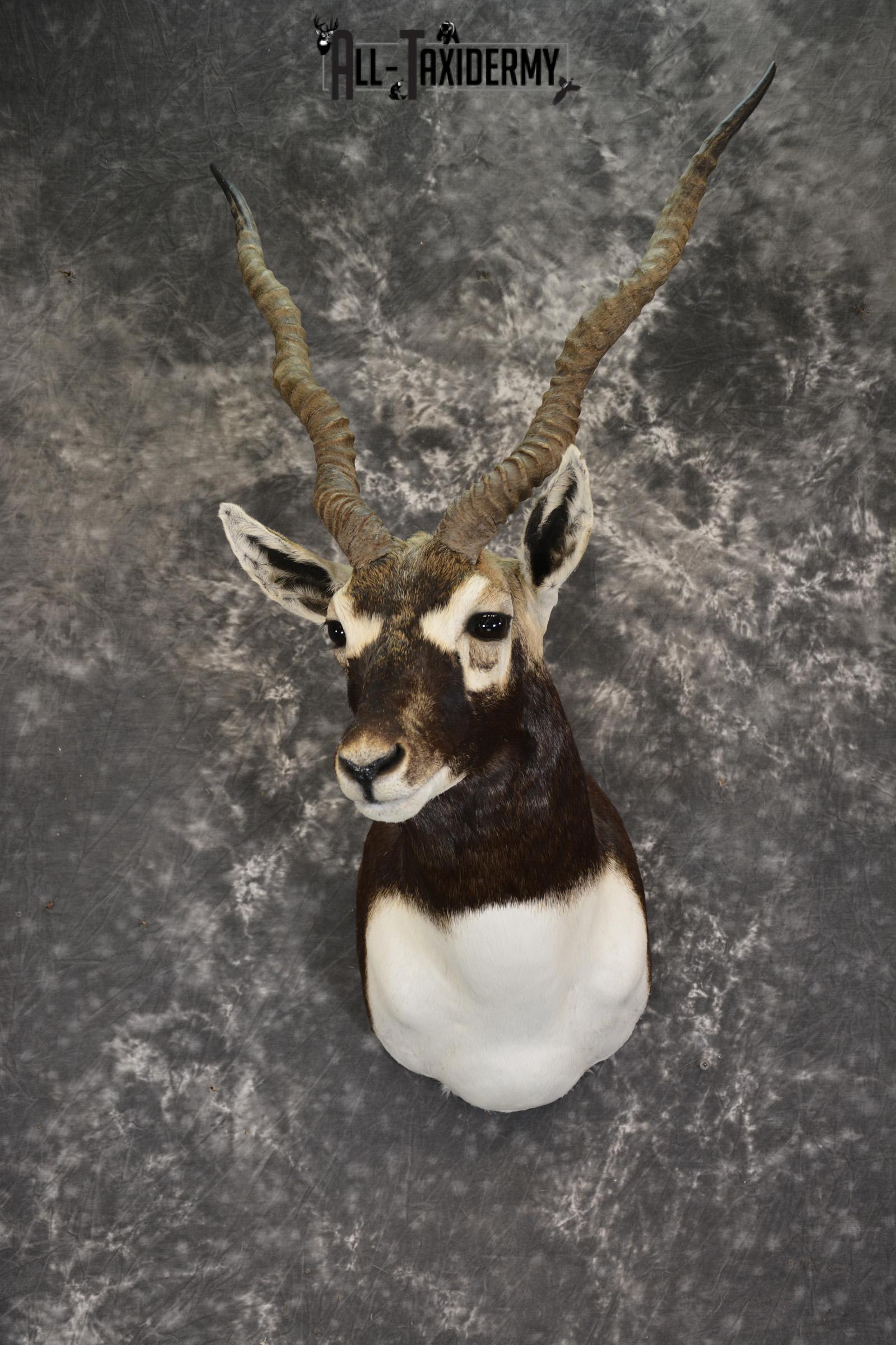 Indian Black Buck taxidermy shoulder mount for sale SKU 1920