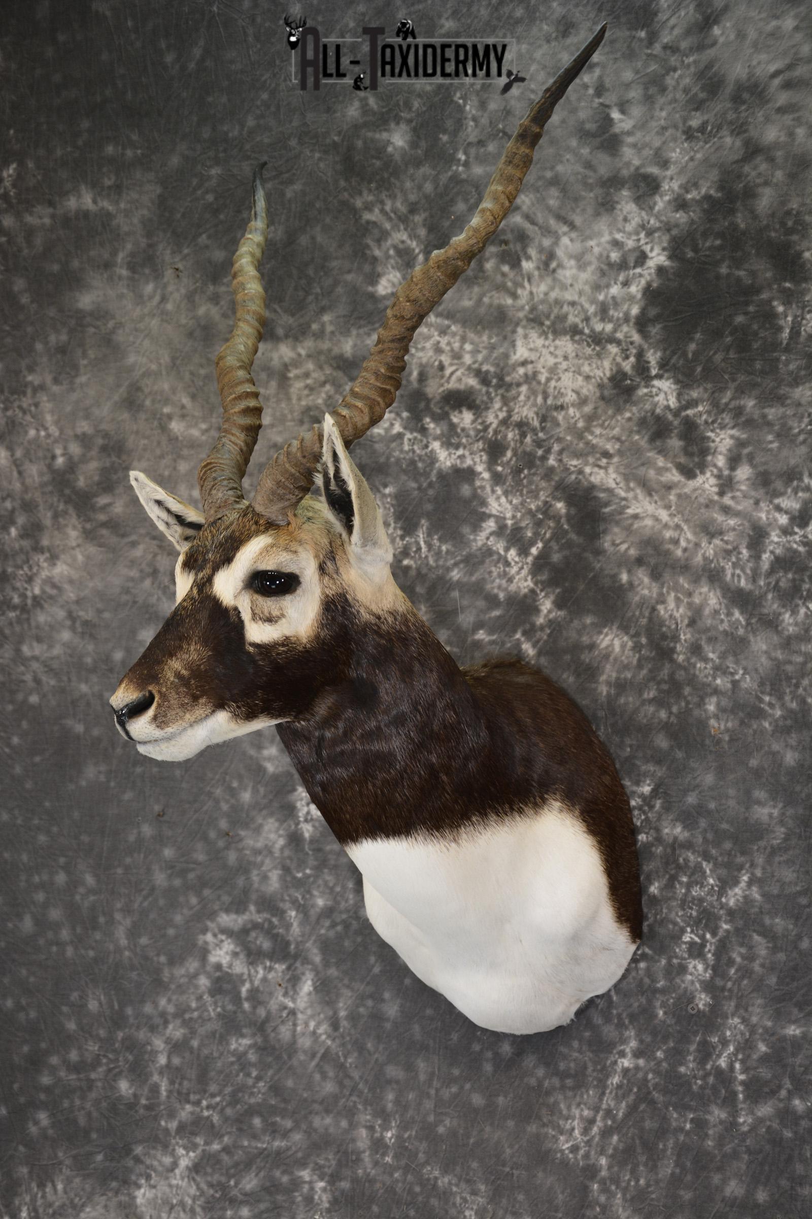Indian Black Buck taxidermy shoulder mount for sale SKU 1920 - Image 8