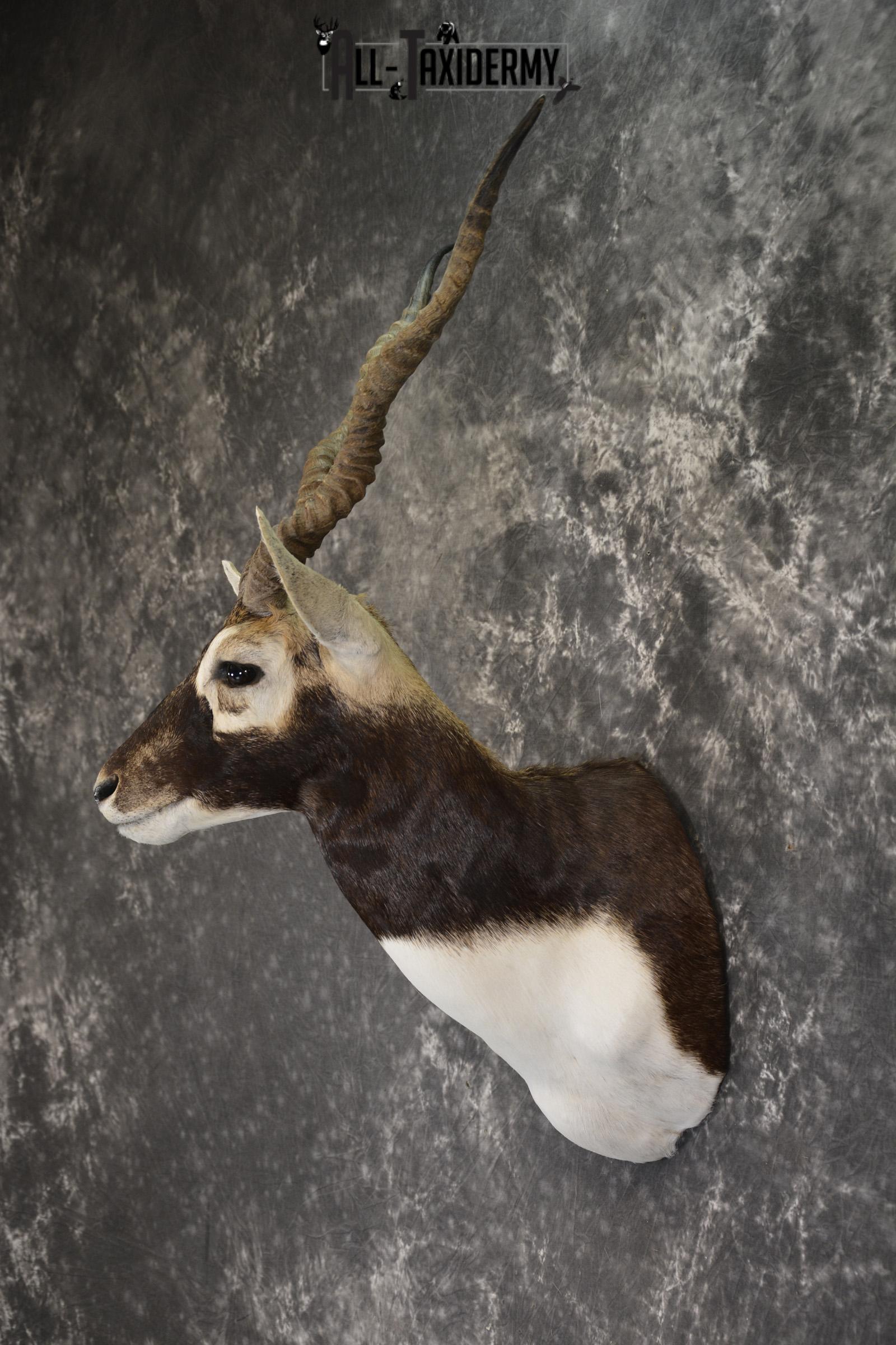 Indian Black Buck taxidermy shoulder mount for sale SKU 1920 - Image 7