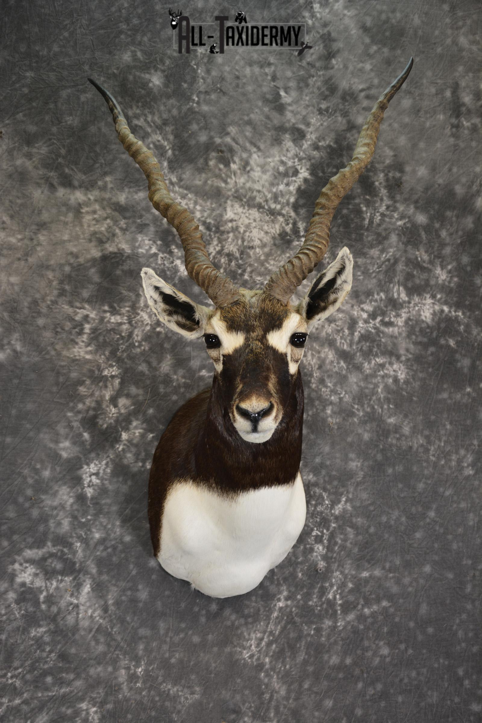 Indian Black Buck taxidermy shoulder mount for sale SKU 1920 - Image 6