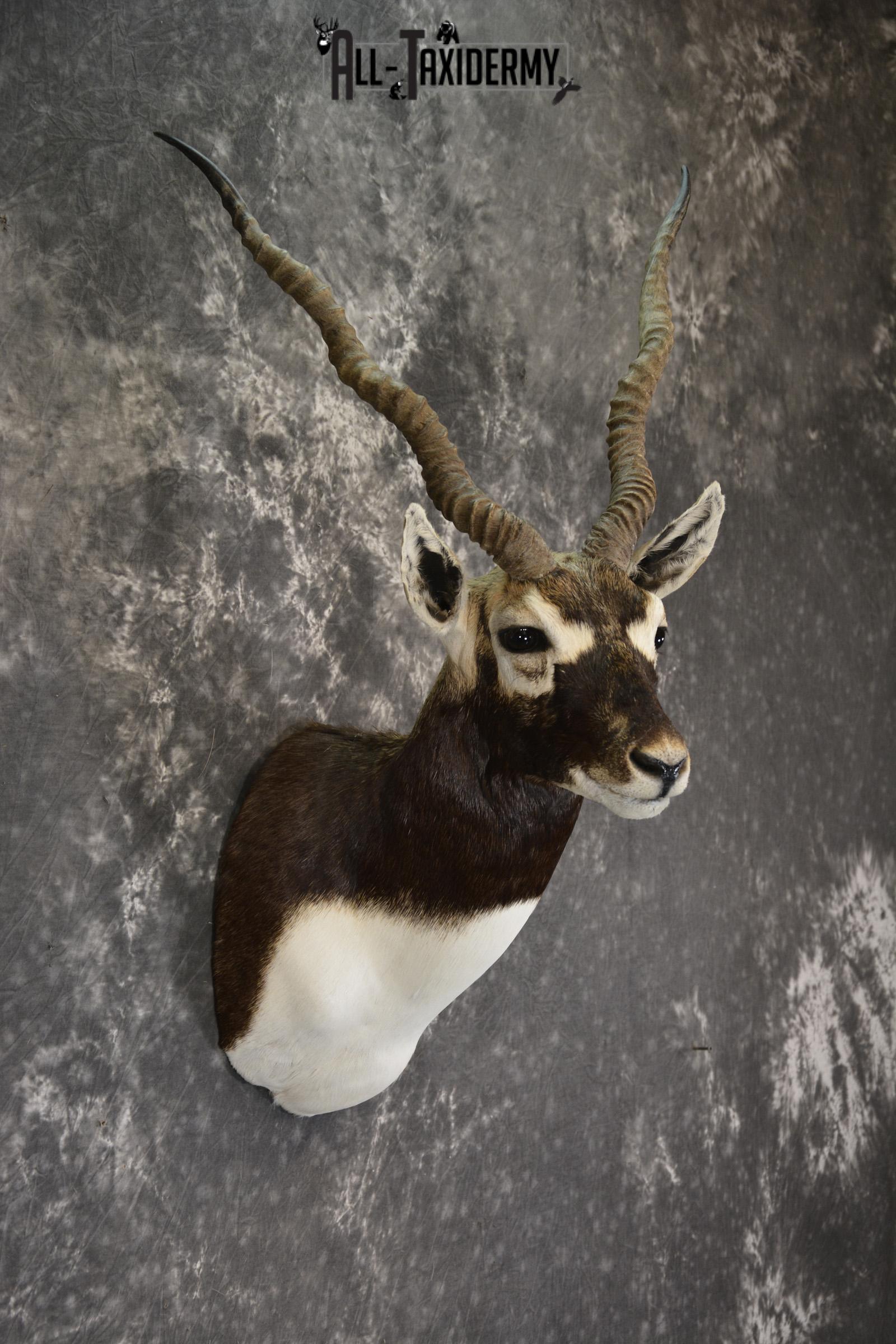 Indian Black Buck taxidermy shoulder mount for sale SKU 1920 - Image 5