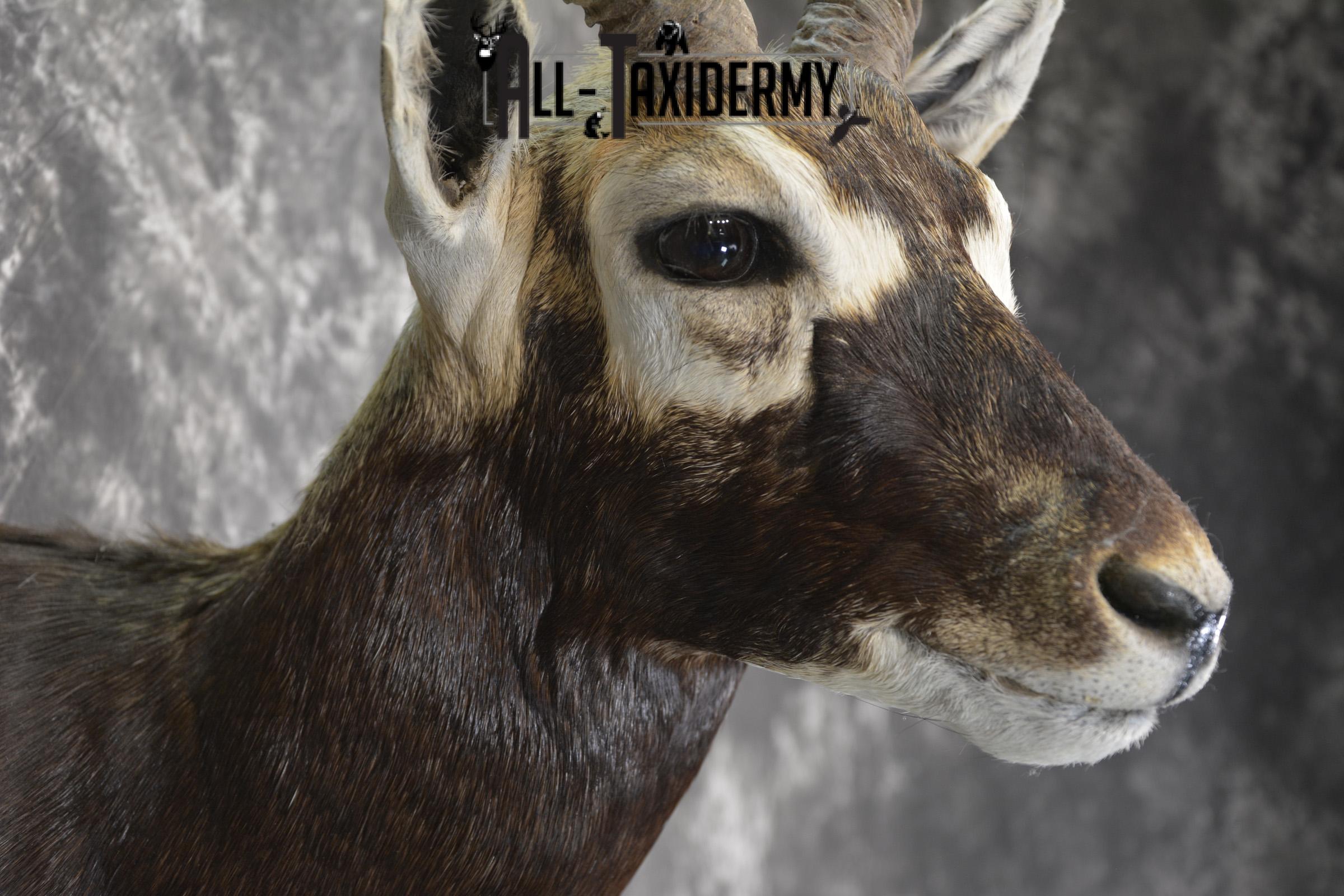 Indian Black Buck taxidermy shoulder mount for sale SKU 1920 - Image 4
