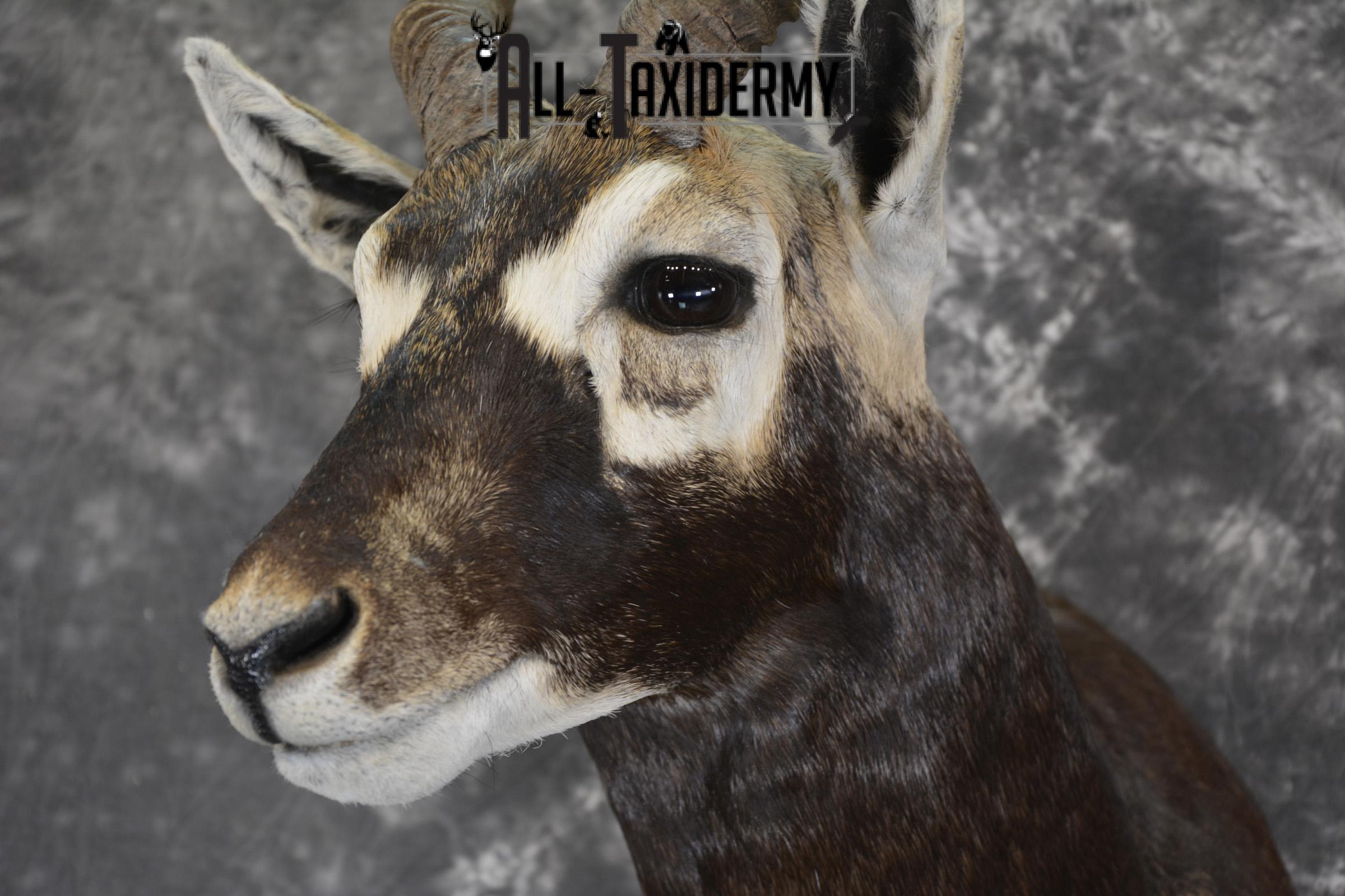 Indian Black Buck taxidermy shoulder mount for sale SKU 1920 - Image 3