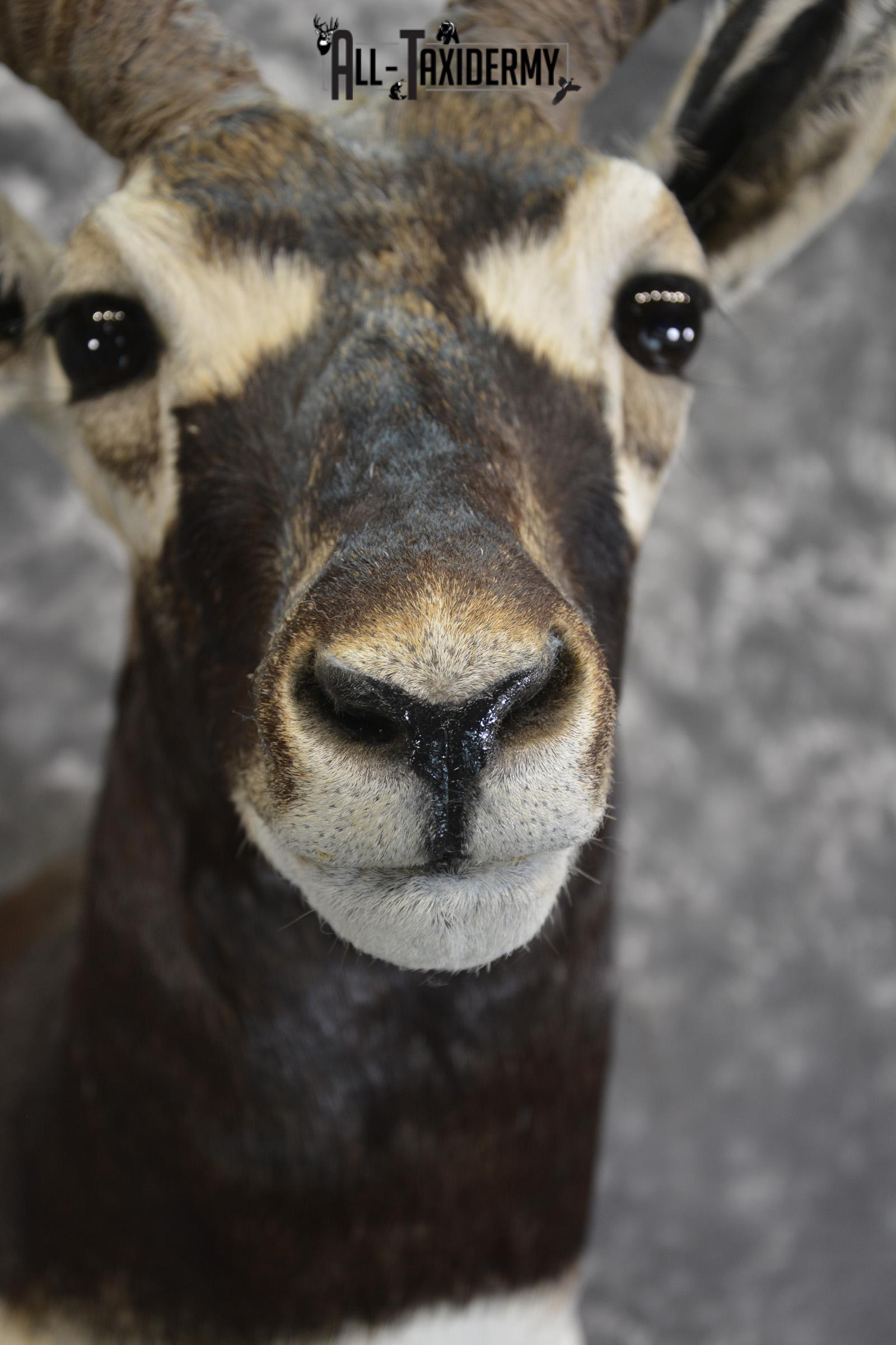 Indian Black Buck taxidermy shoulder mount for sale SKU 1920 - Image 2