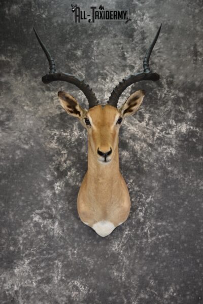African Impala taxidermy shoulder mount for sale SKU 1919