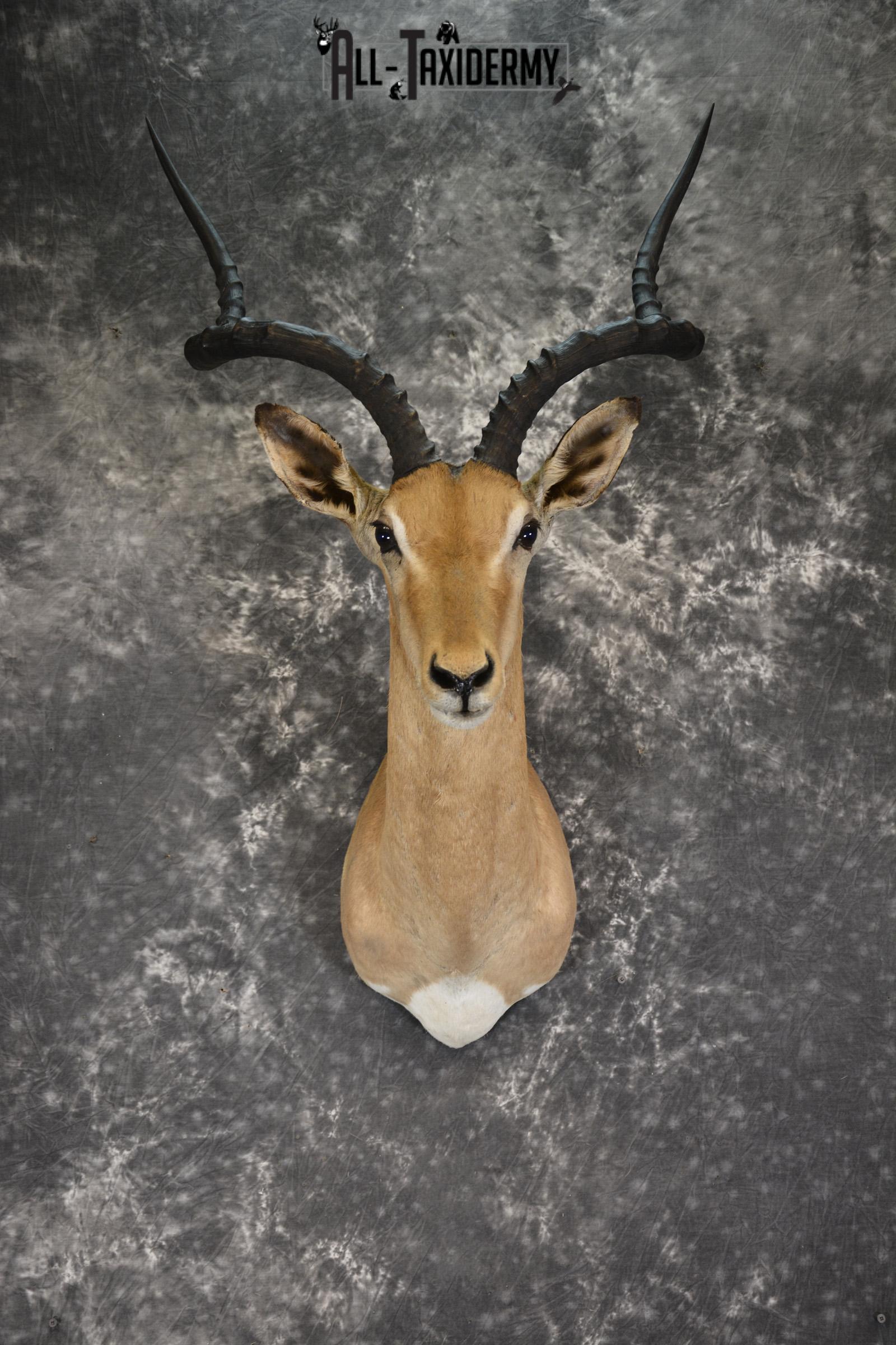African Impala taxidermy shoulder mount for sale SKU 1919
