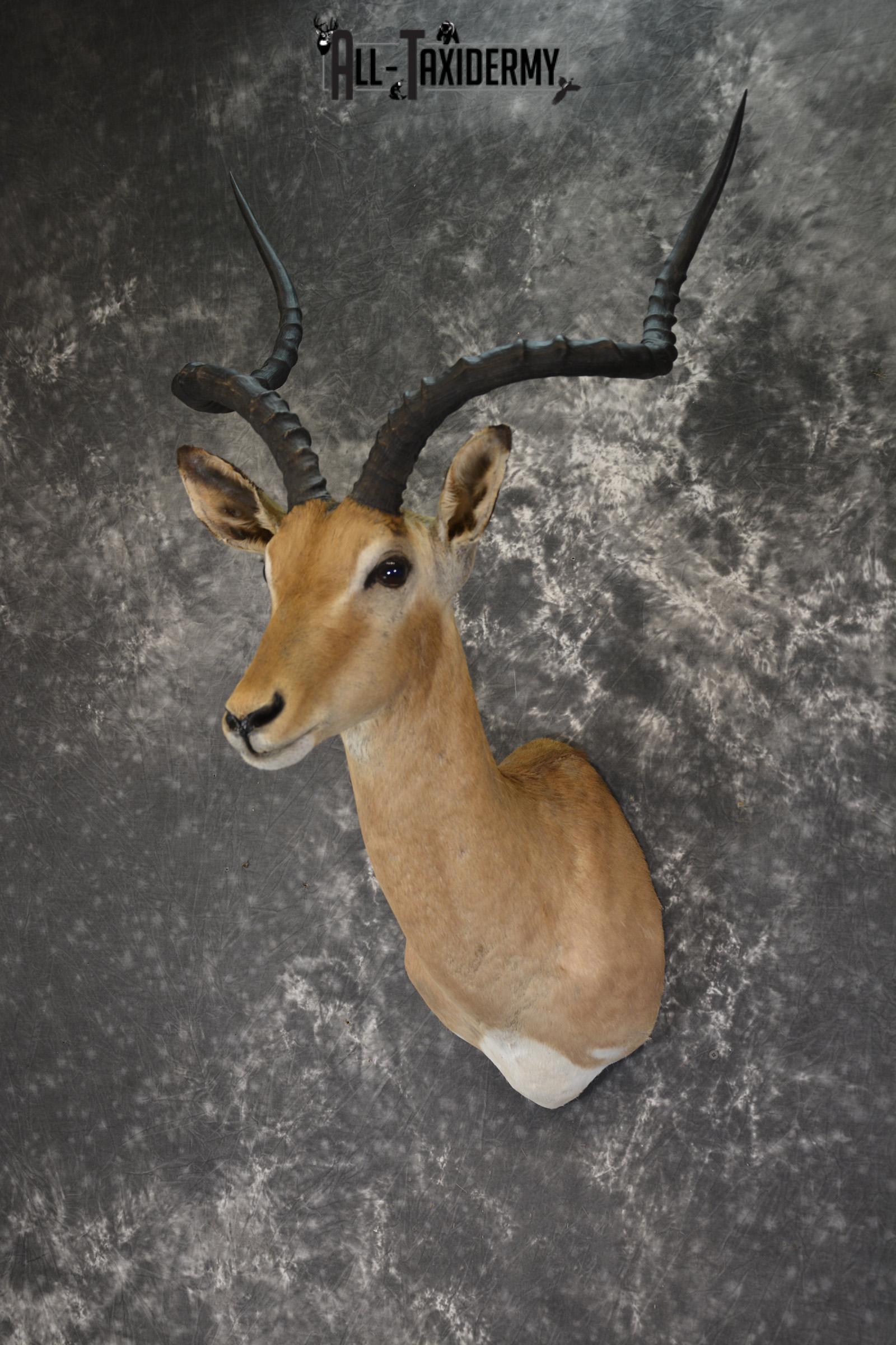 African Impala taxidermy shoulder mount for sale SKU 1919 - Image 7