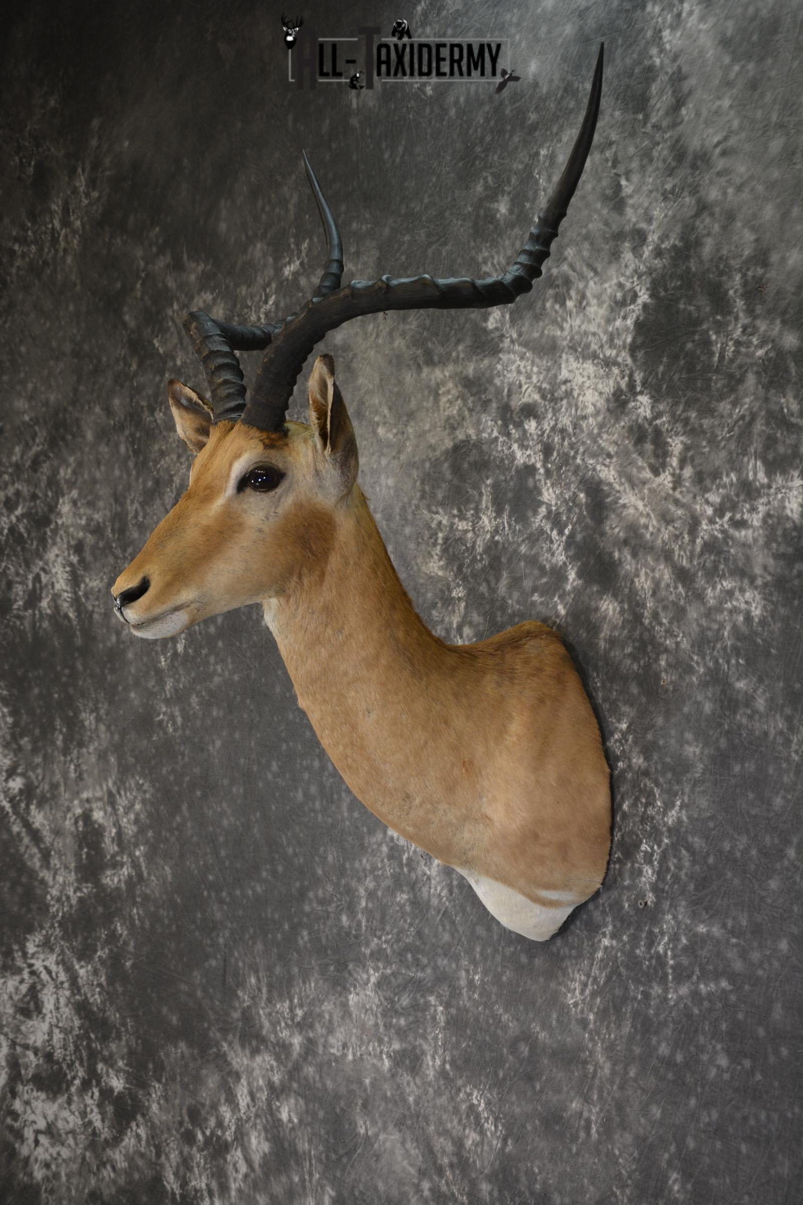 African Impala taxidermy shoulder mount for sale SKU 1919 - Image 6