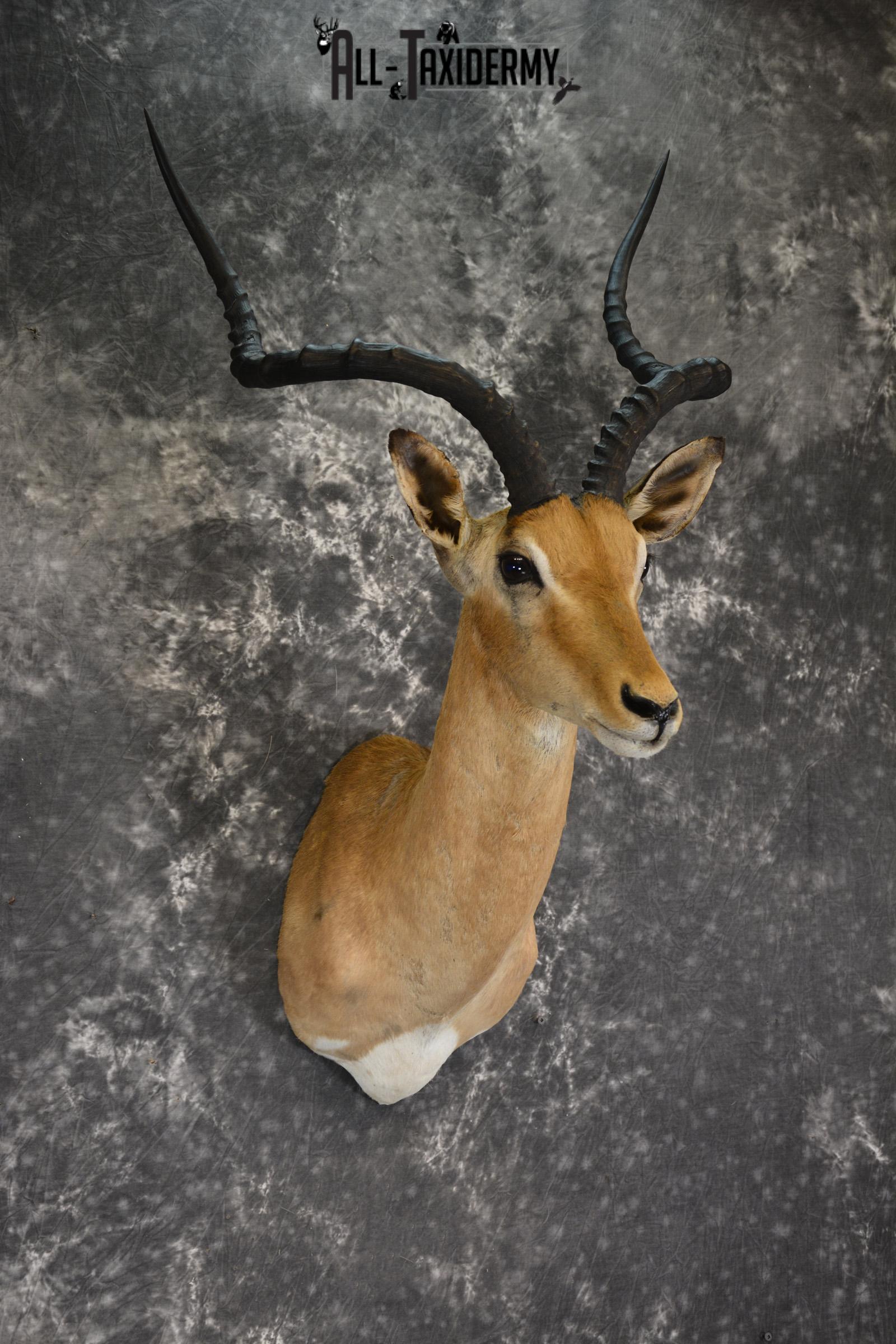 African Impala taxidermy shoulder mount for sale SKU 1919 - Image 5