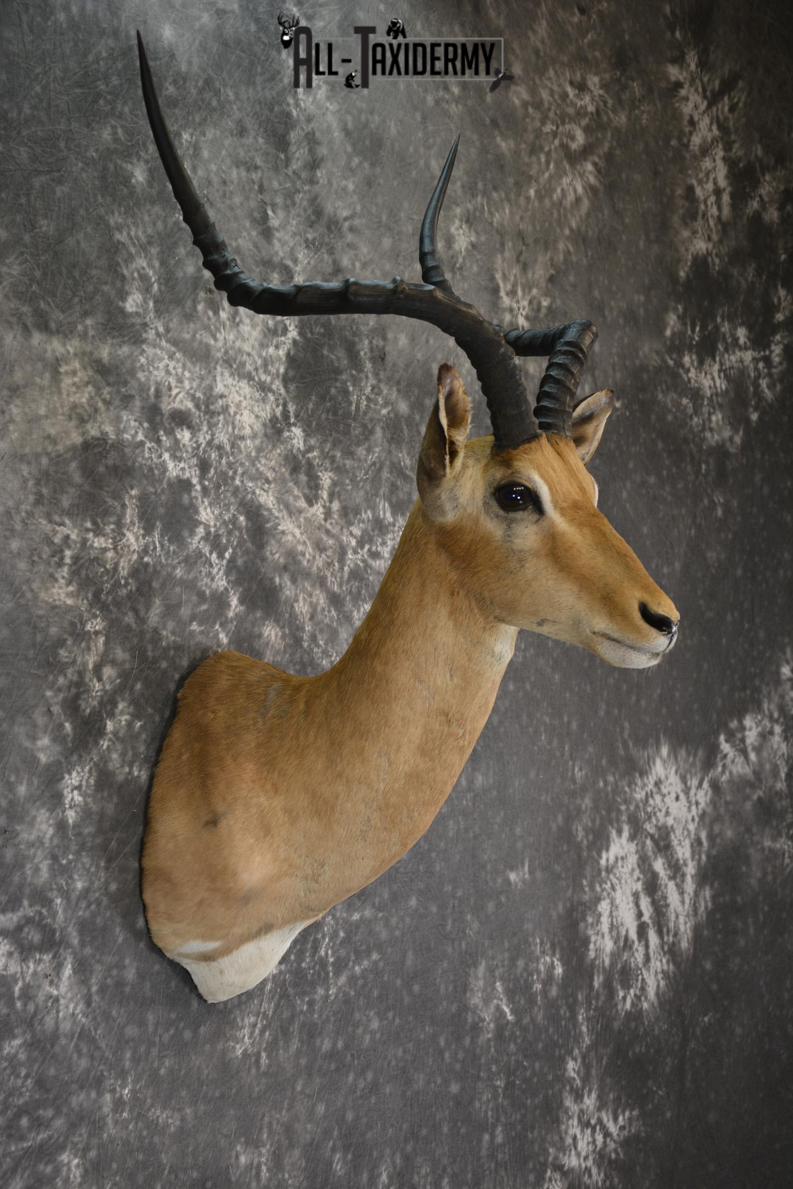 African Impala taxidermy shoulder mount for sale SKU 1919 - Image 4