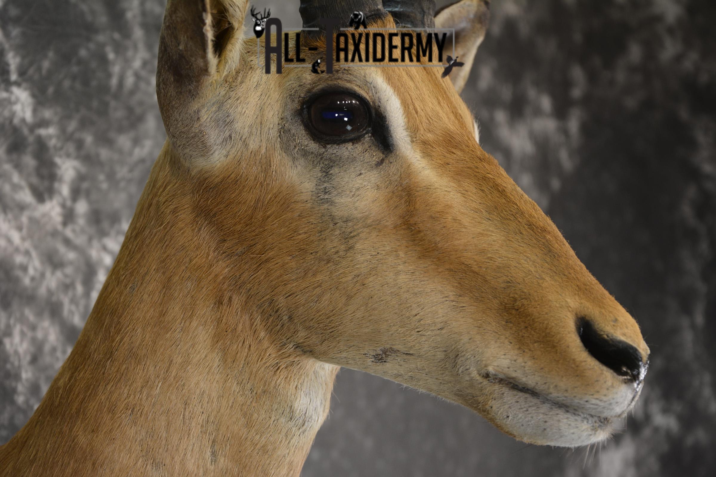 African Impala taxidermy shoulder mount for sale SKU 1919 - Image 3