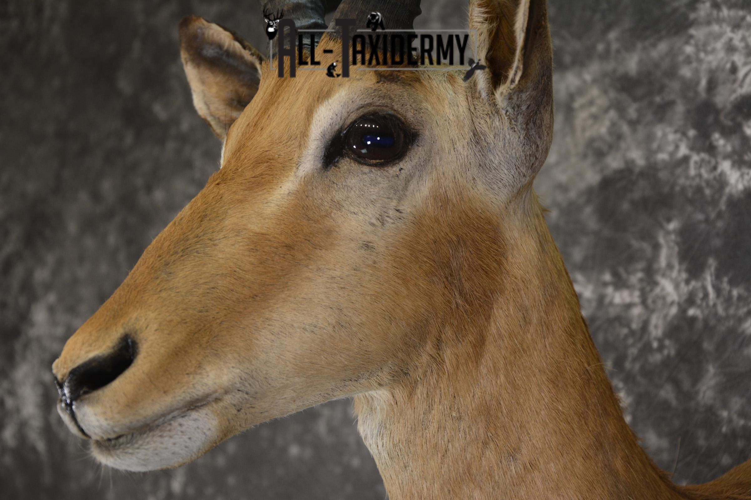 African Impala taxidermy shoulder mount for sale SKU 1919 - Image 2