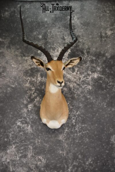 African Impala taxidermy shoulder ount for sale SKU 1921