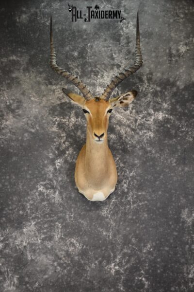 African Impala taxidermy shoulder mount for sale SKU 1922