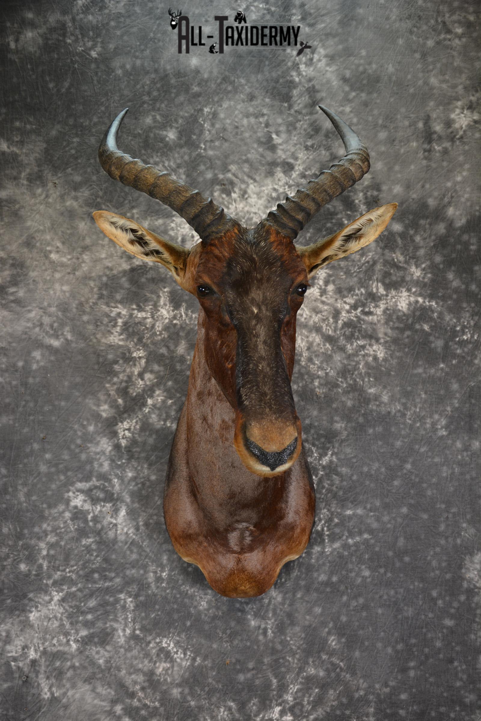 African Tsessebe taxidermy shoulder mount for sale SKU 1923