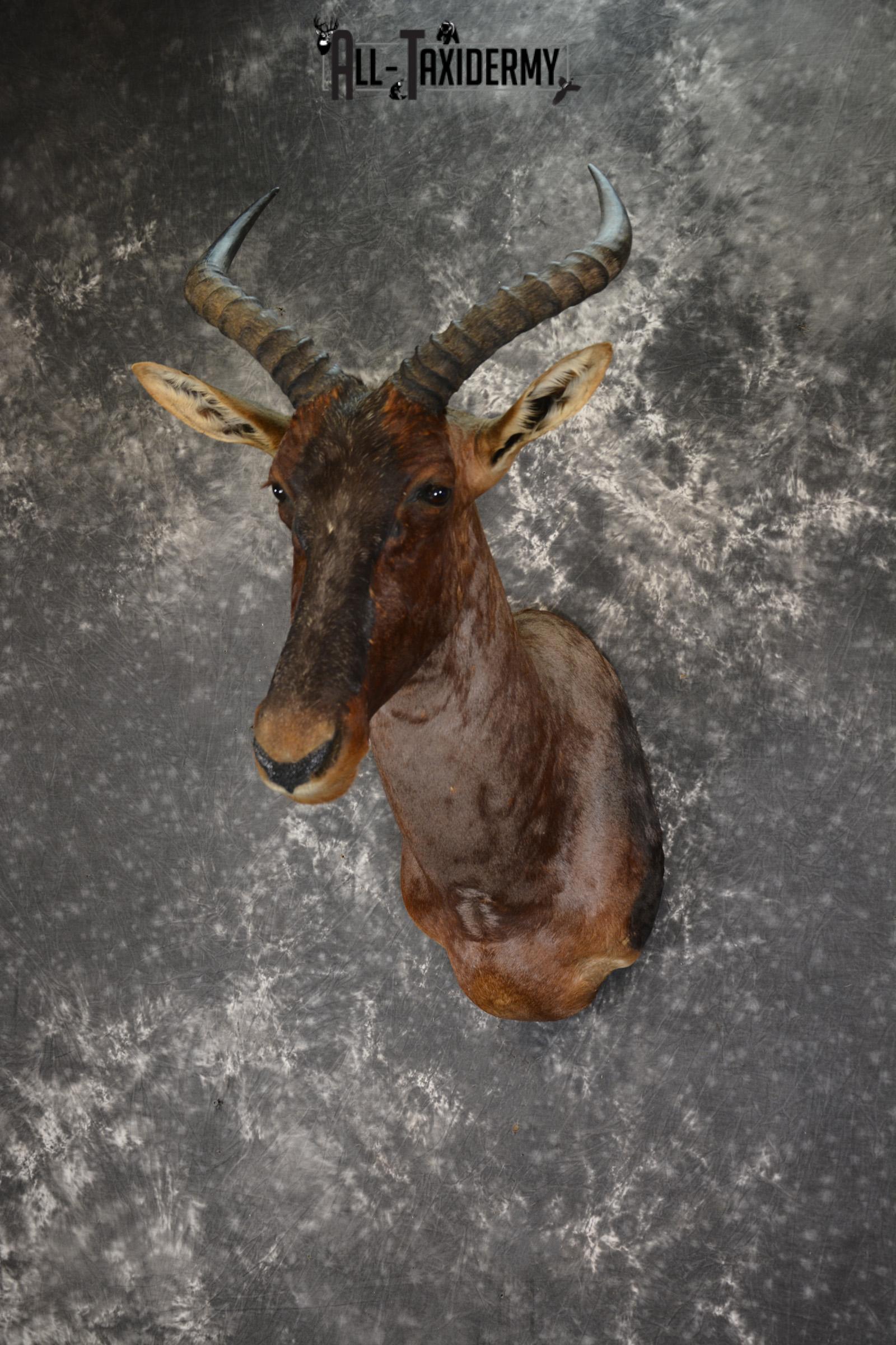 African Tsessebe taxidermy shoulder mount for sale SKU 1923 - Image 9