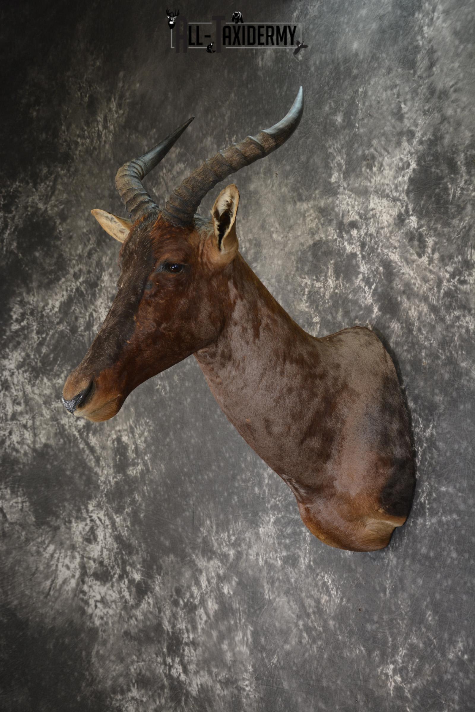 African Tsessebe taxidermy shoulder mount for sale SKU 1923 - Image 8