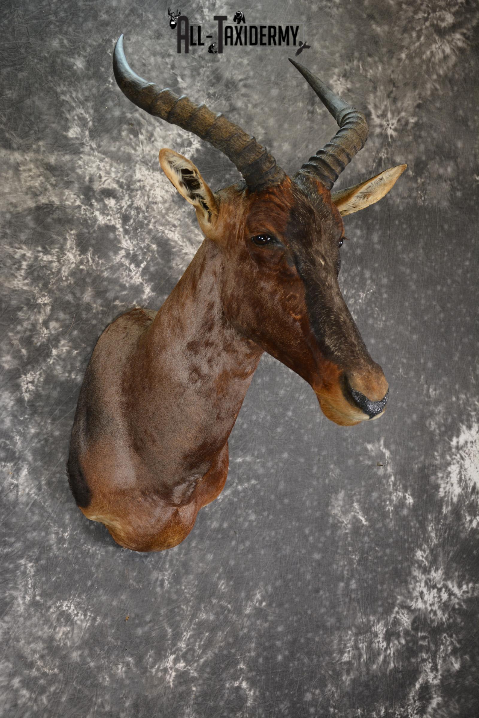 African Tsessebe taxidermy shoulder mount for sale SKU 1923 - Image 7