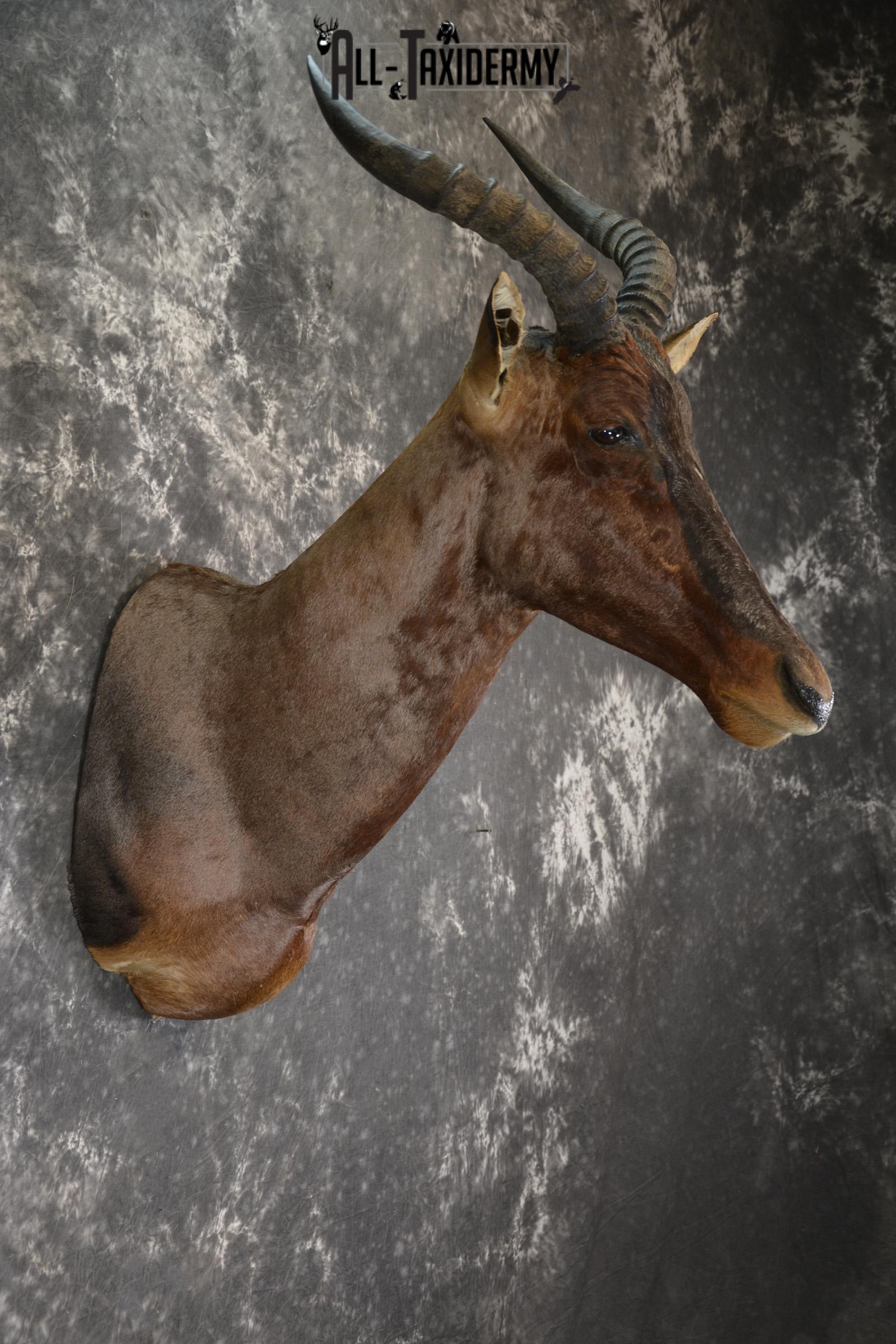 African Tsessebe taxidermy shoulder mount for sale SKU 1923 - Image 6
