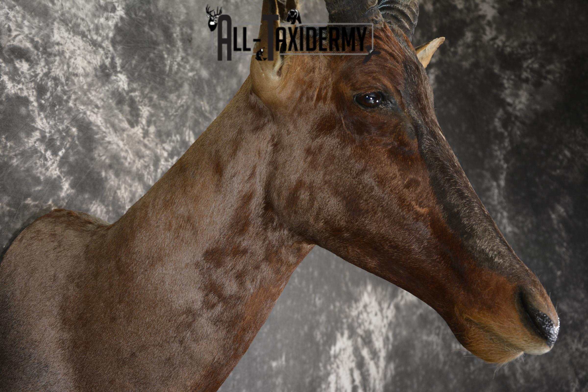 African Tsessebe taxidermy shoulder mount for sale SKU 1923 - Image 5