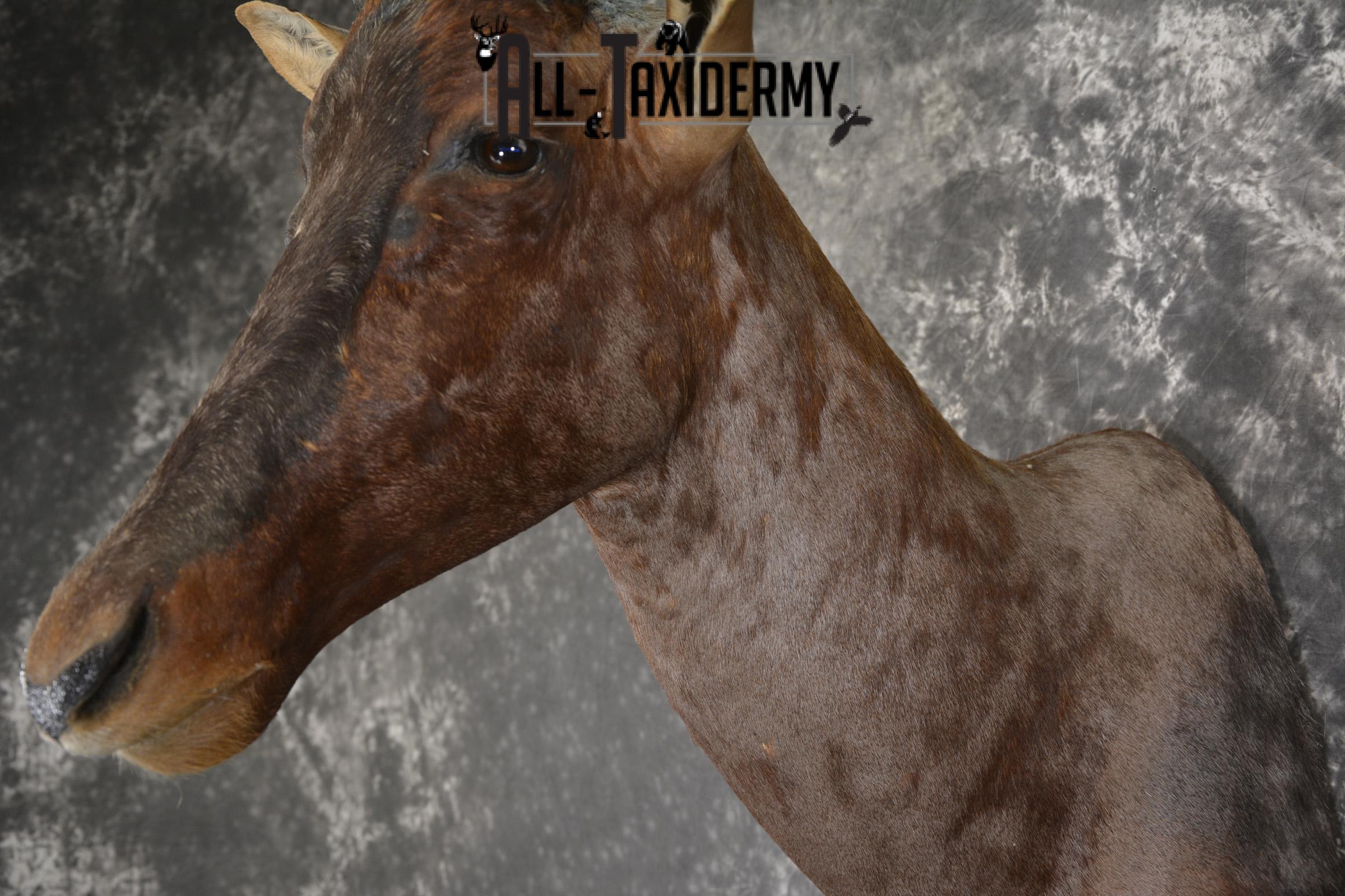 African Tsessebe taxidermy shoulder mount for sale SKU 1923 - Image 4