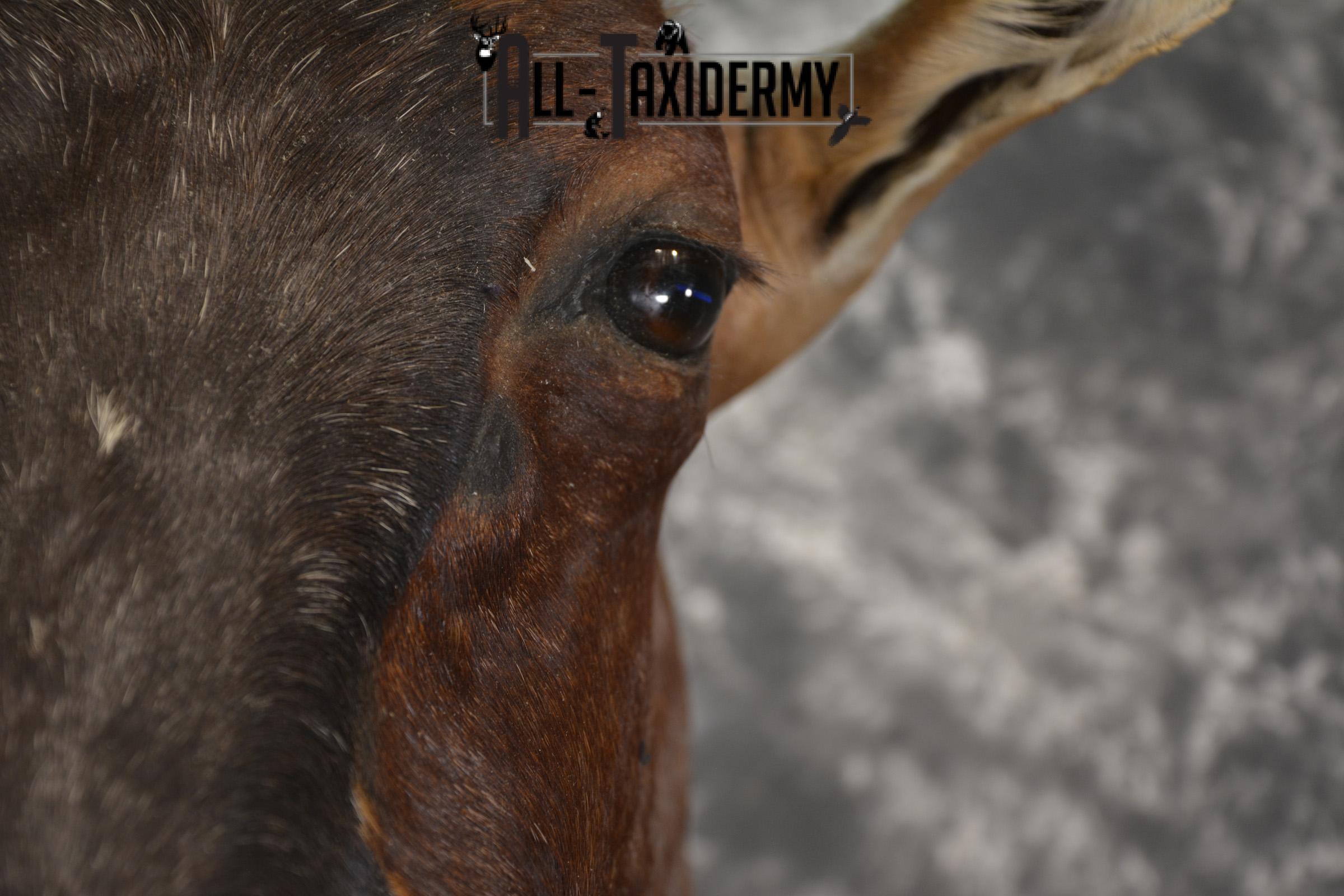 African Tsessebe taxidermy shoulder mount for sale SKU 1923 - Image 3