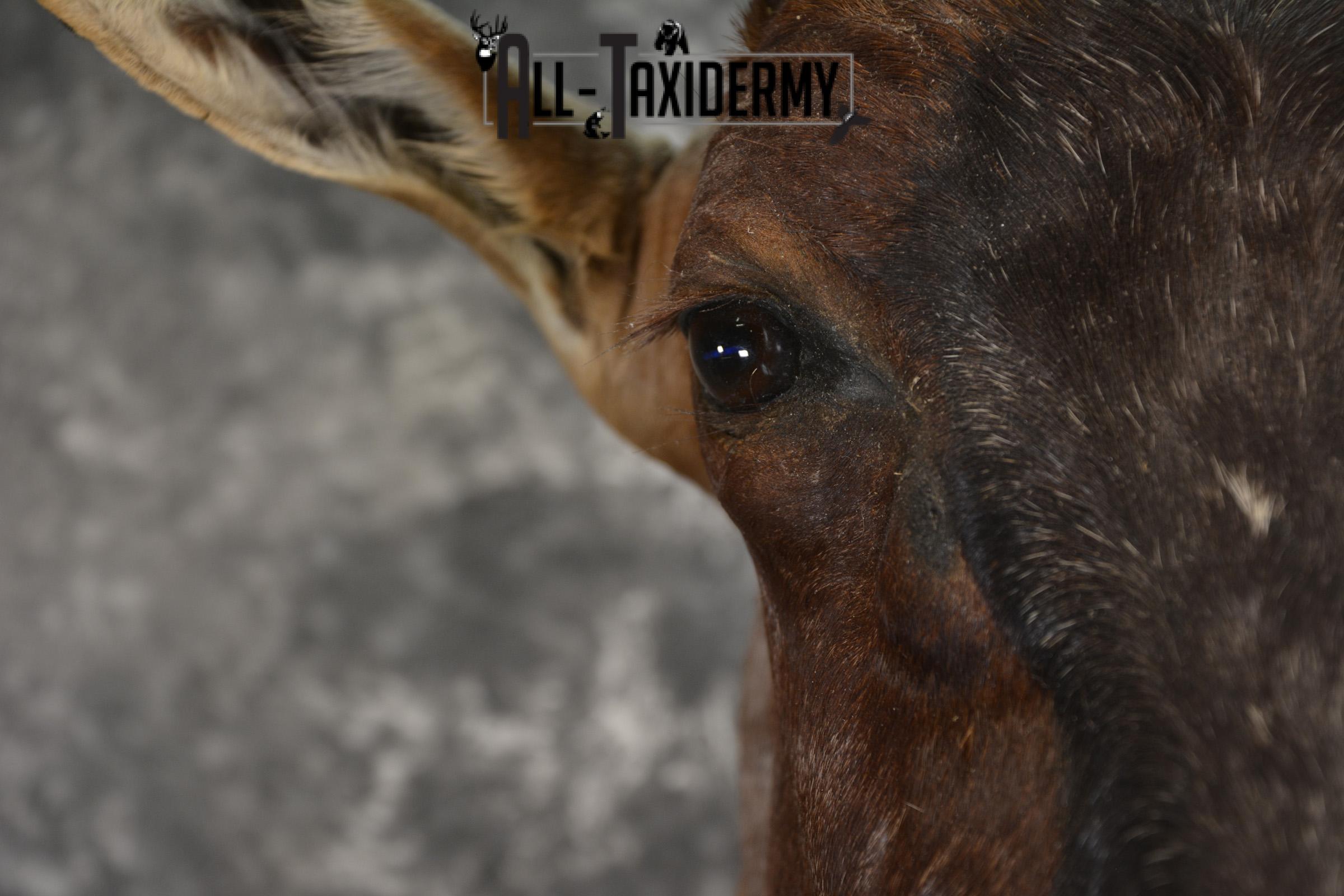 African Tsessebe taxidermy shoulder mount for sale SKU 1923 - Image 2