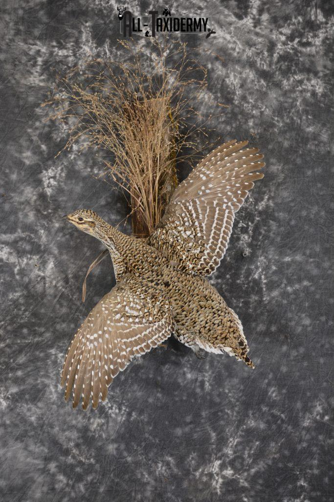 Ruffed Grouse