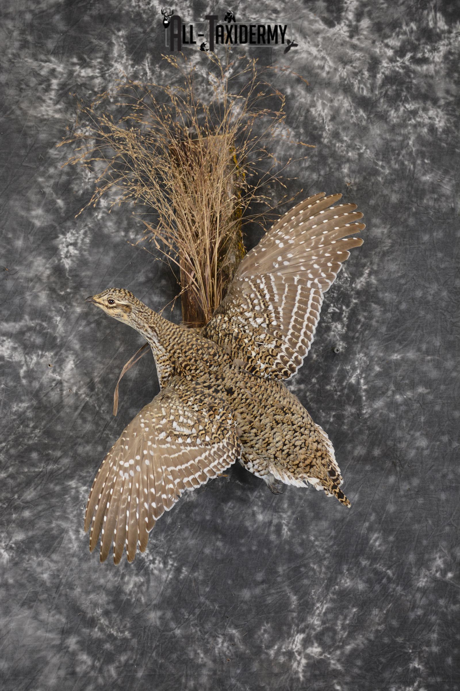 Ruffed Grouse